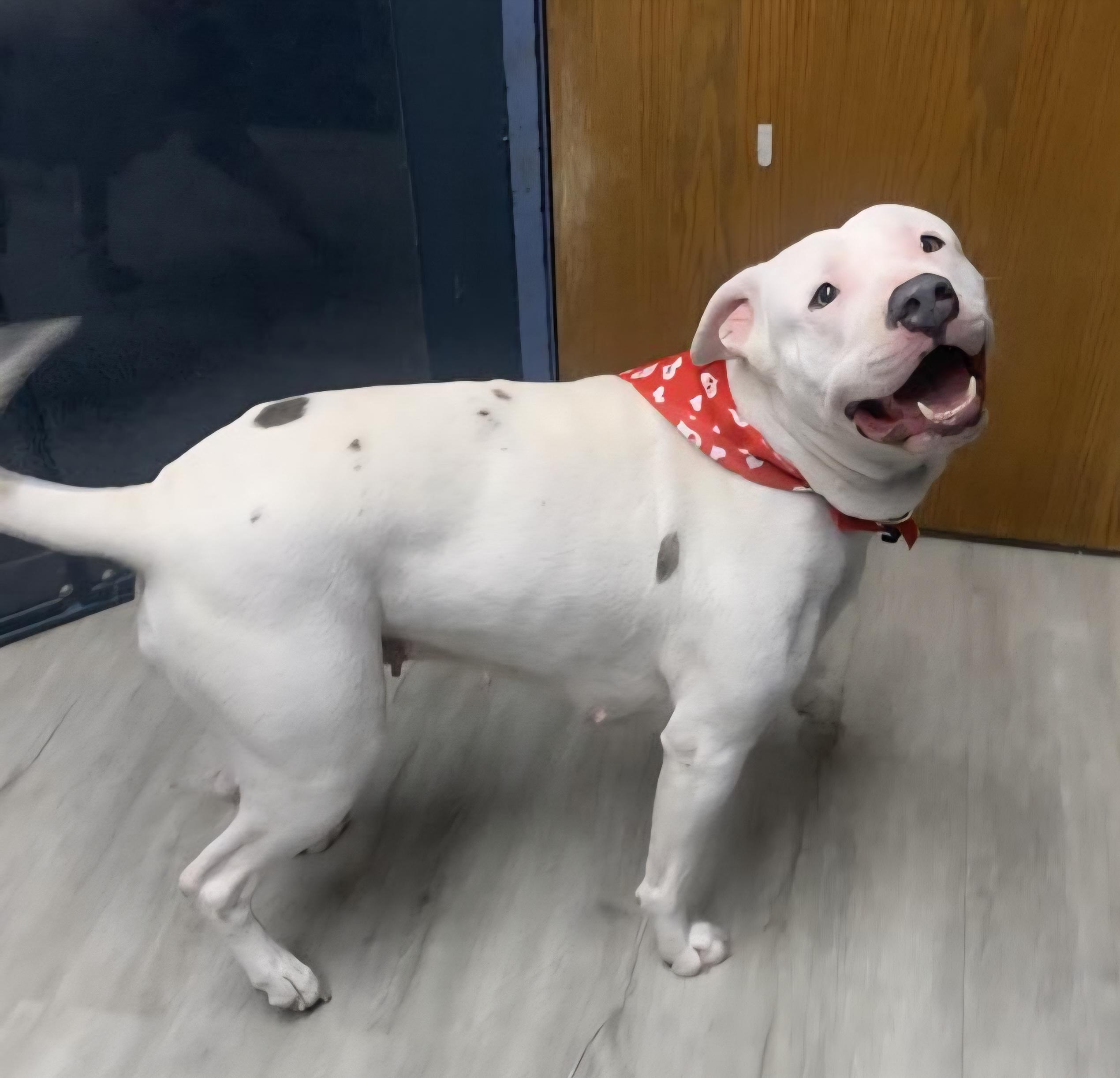Enlarge Pinky, an adoptable mixed breed in Mansfield, OH image 1/5