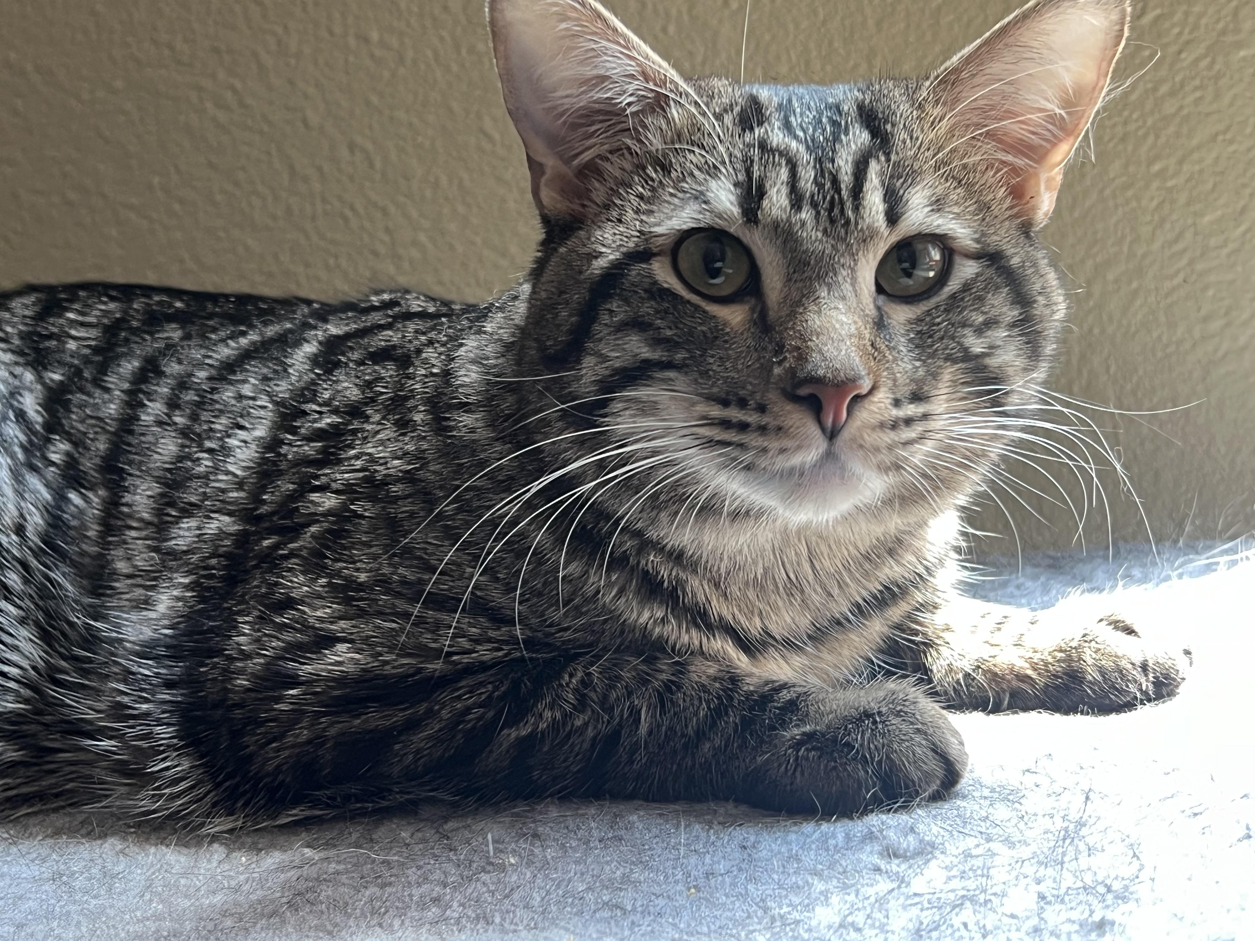 Teddy, ADOPTABLE, Young Male Domestic Short Hair.