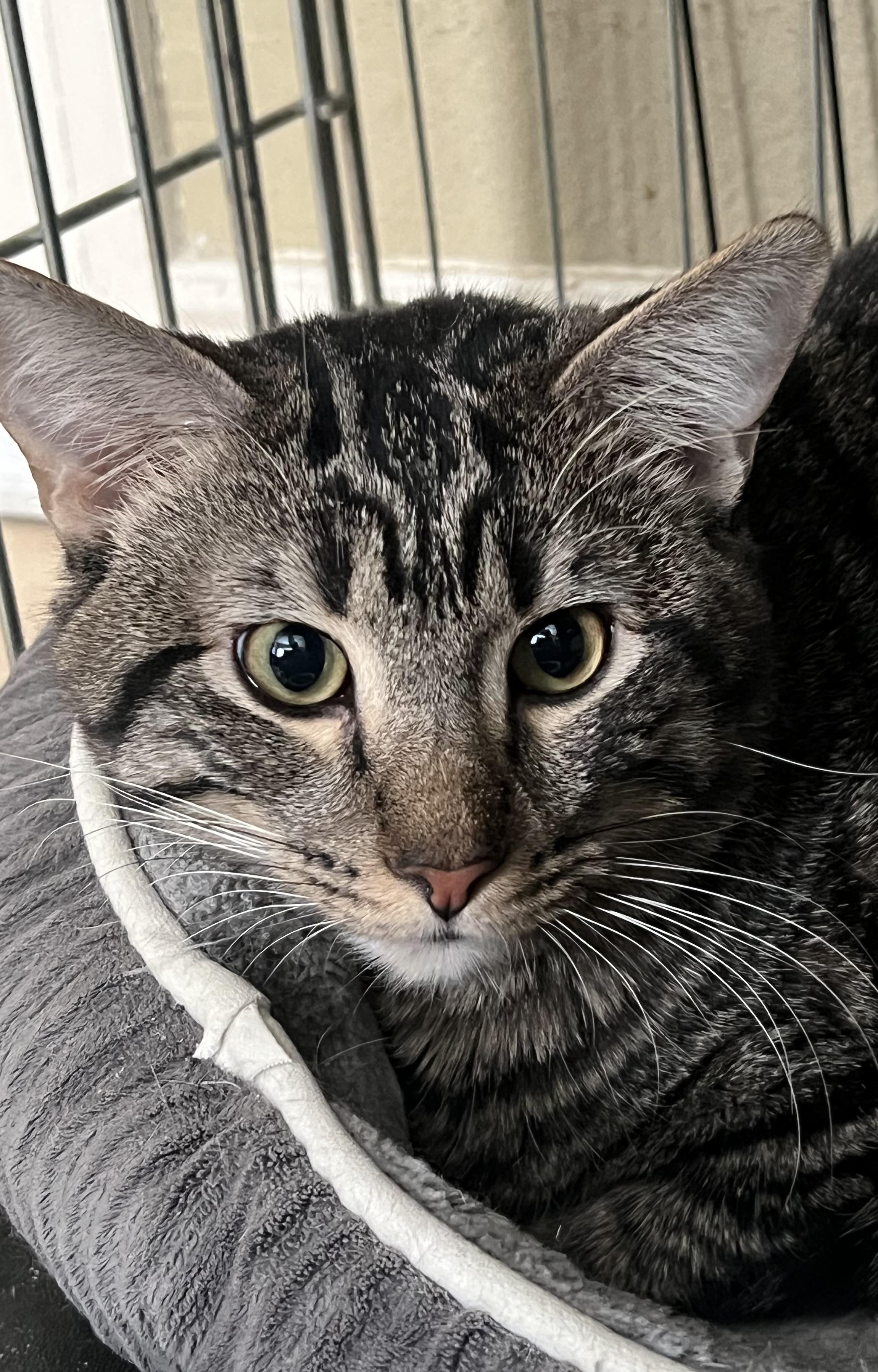 Teddy, a ADOPTABLE Domestic Short Hair in Huntington Beach, CA image 2/2