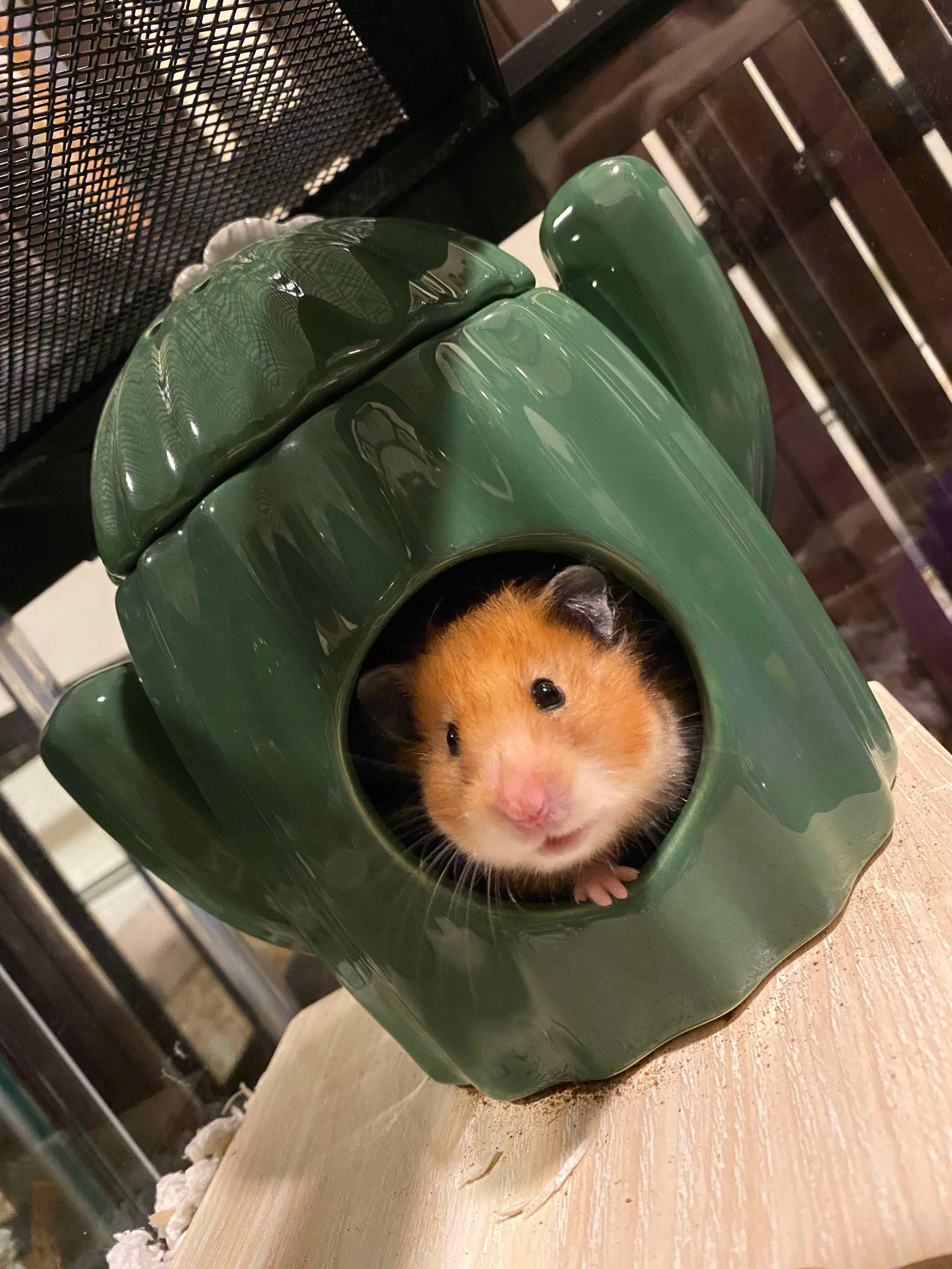 Roxy, Adopted, Adult Female Hamster.