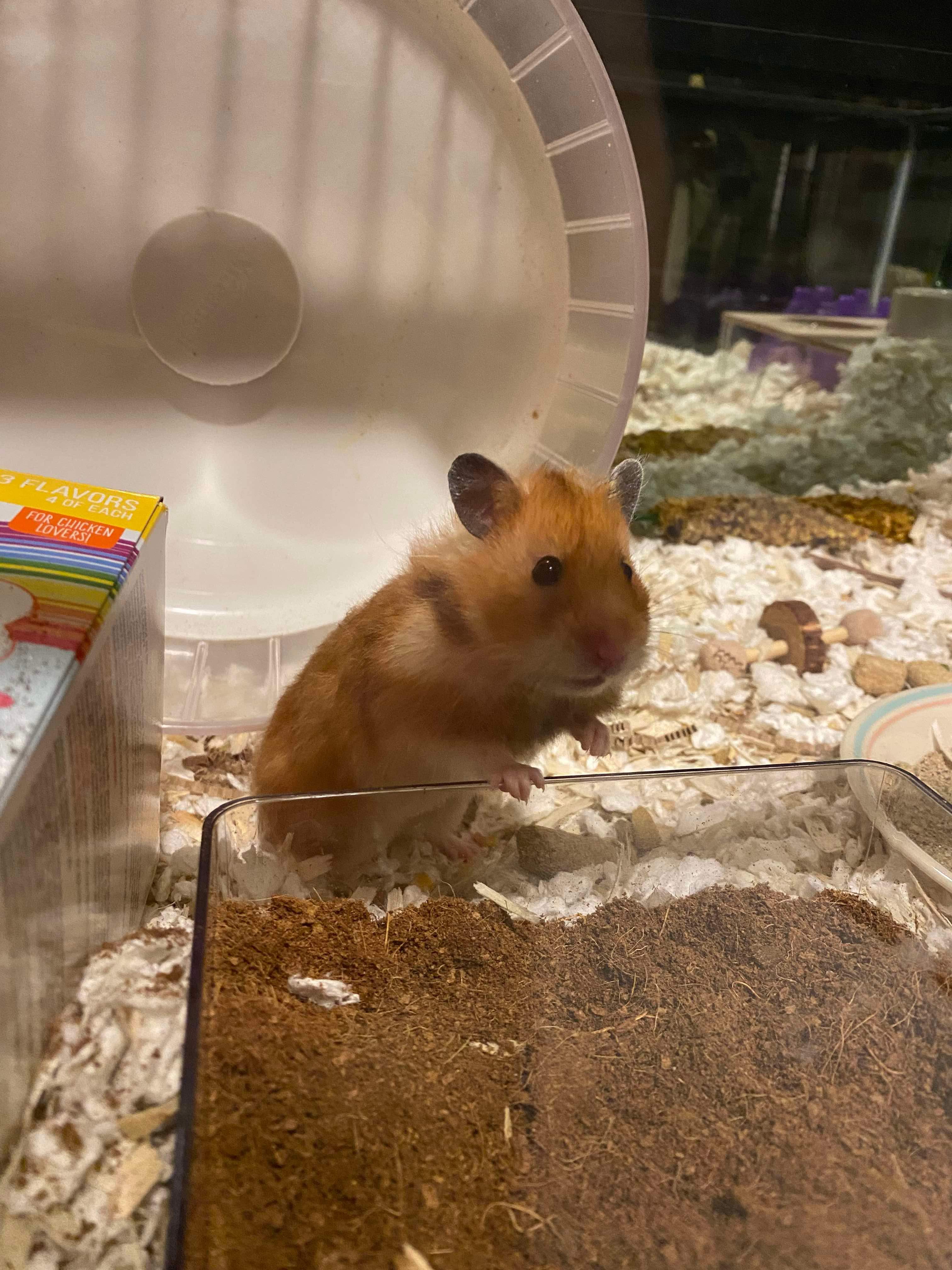 Enlarge Roxy, a Adopted Hamster in Higganum, CT image 2/3