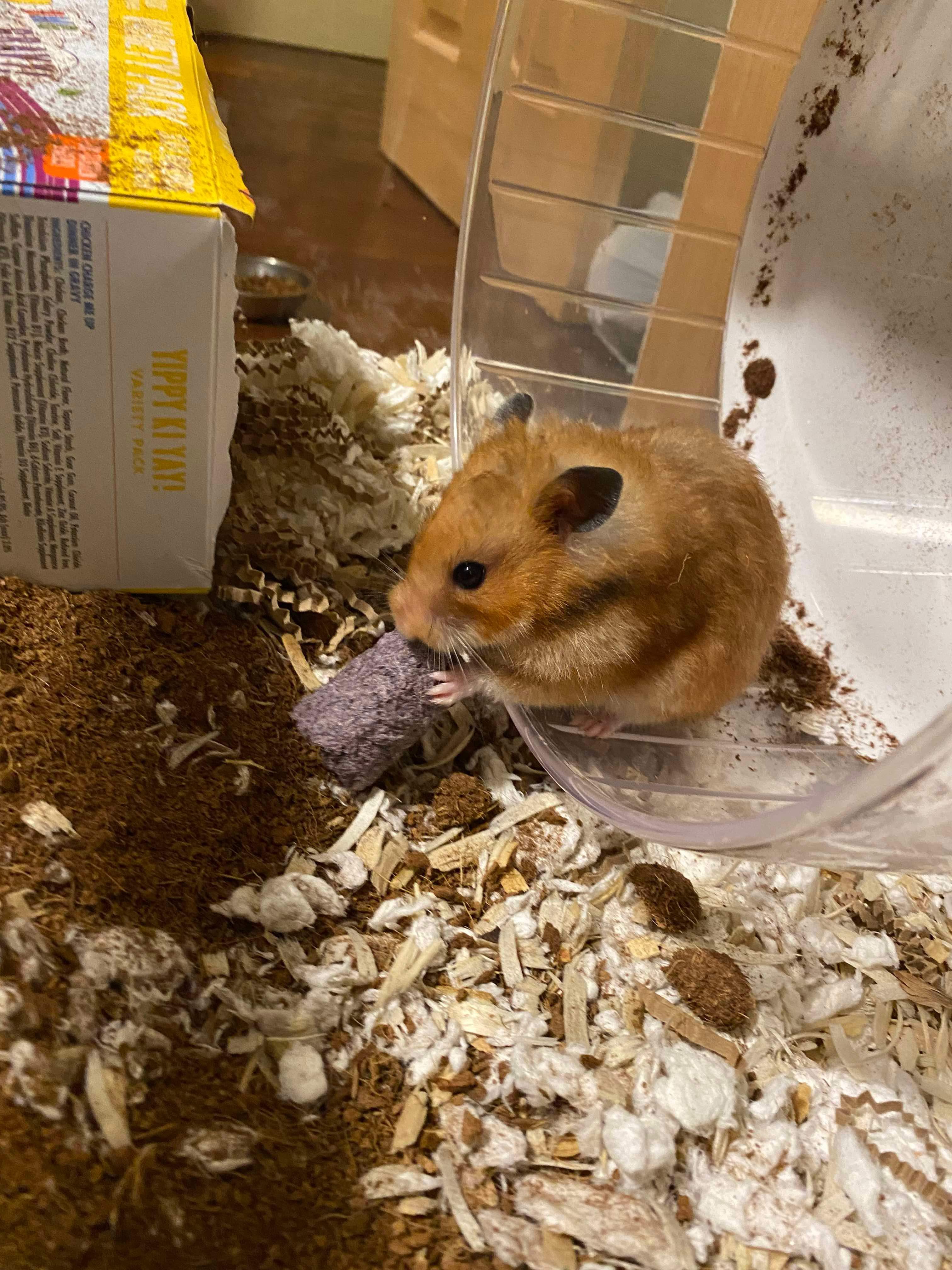 Enlarge Roxy, a Adopted Hamster in Higganum, CT image 3/3