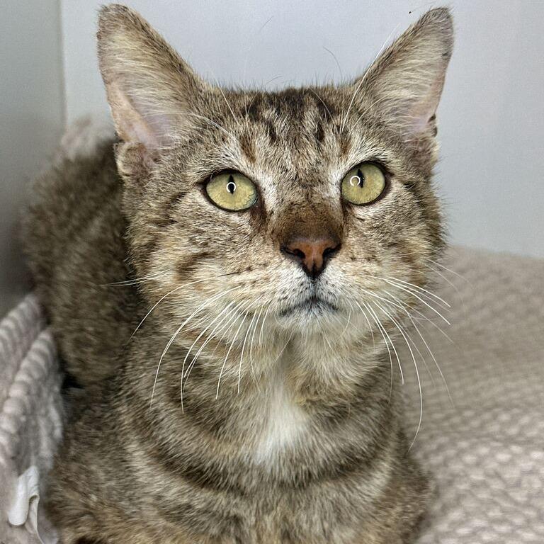 Chandler, Adoptable, Senior Male Domestic Short Hair.
