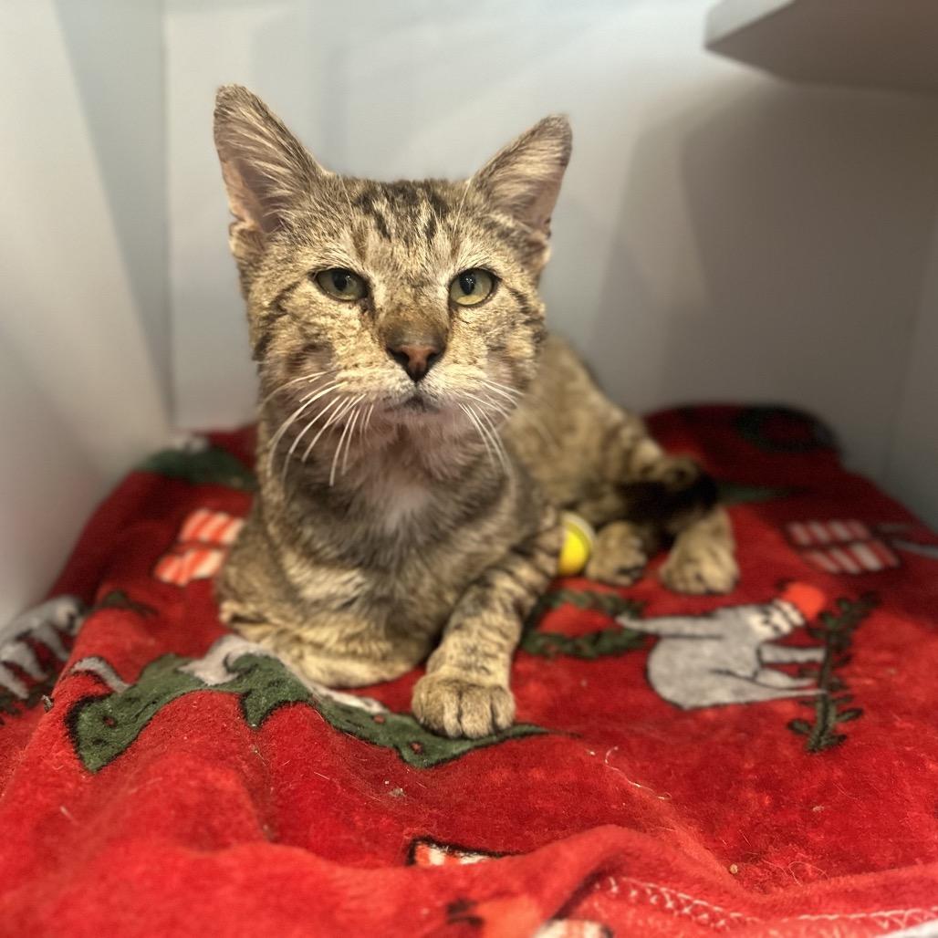 Chandler, a Adoptable Domestic Short Hair in Matteson, IL image 2/2