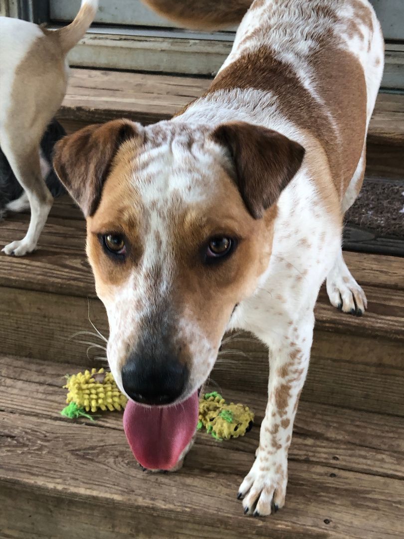 Dog for adoption Peanut Butter, a Cattle Dog Mix in Hempstead, TX