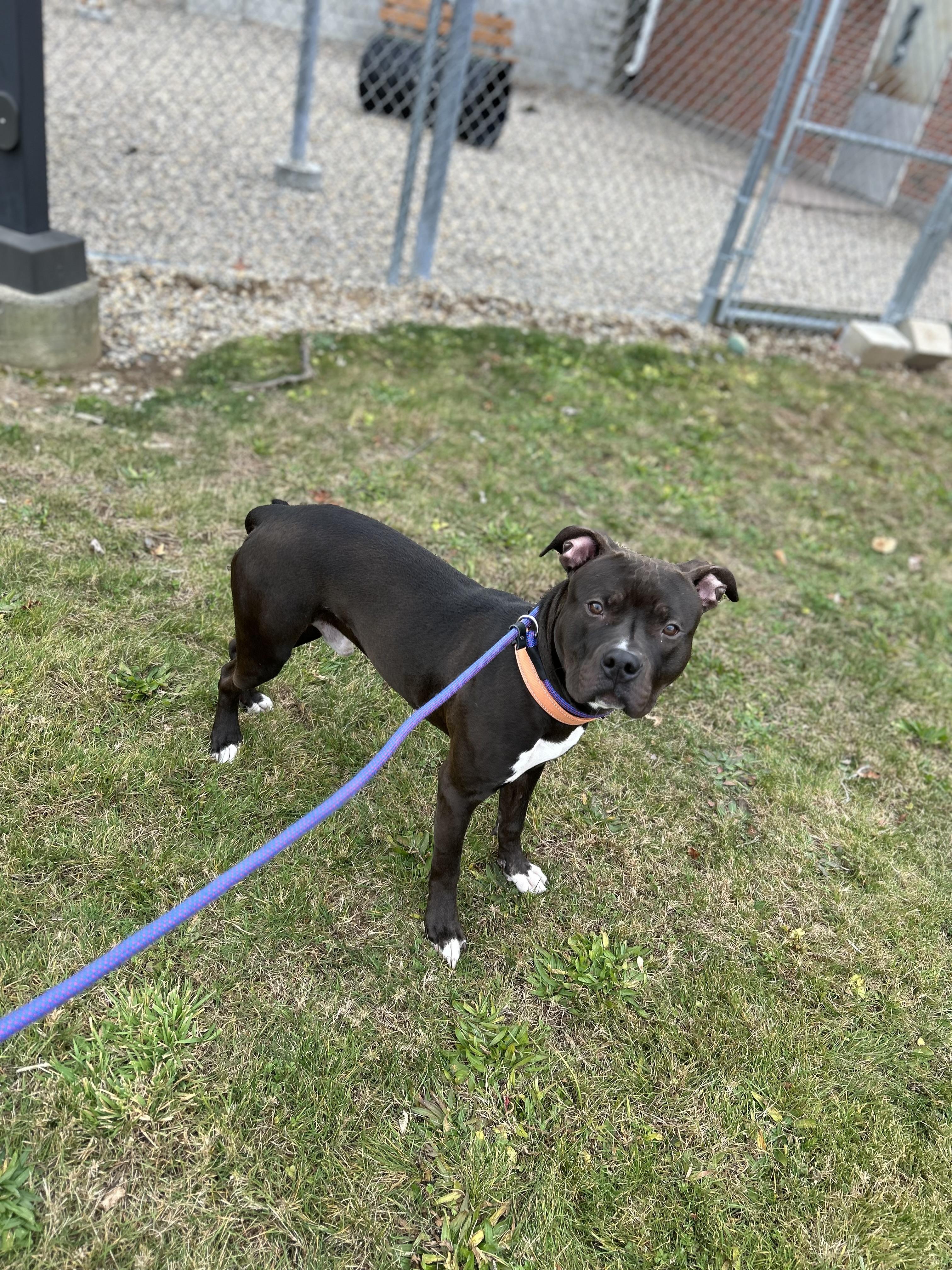 Pogo, Adoptable, Young Male Pit Bull Terrier.