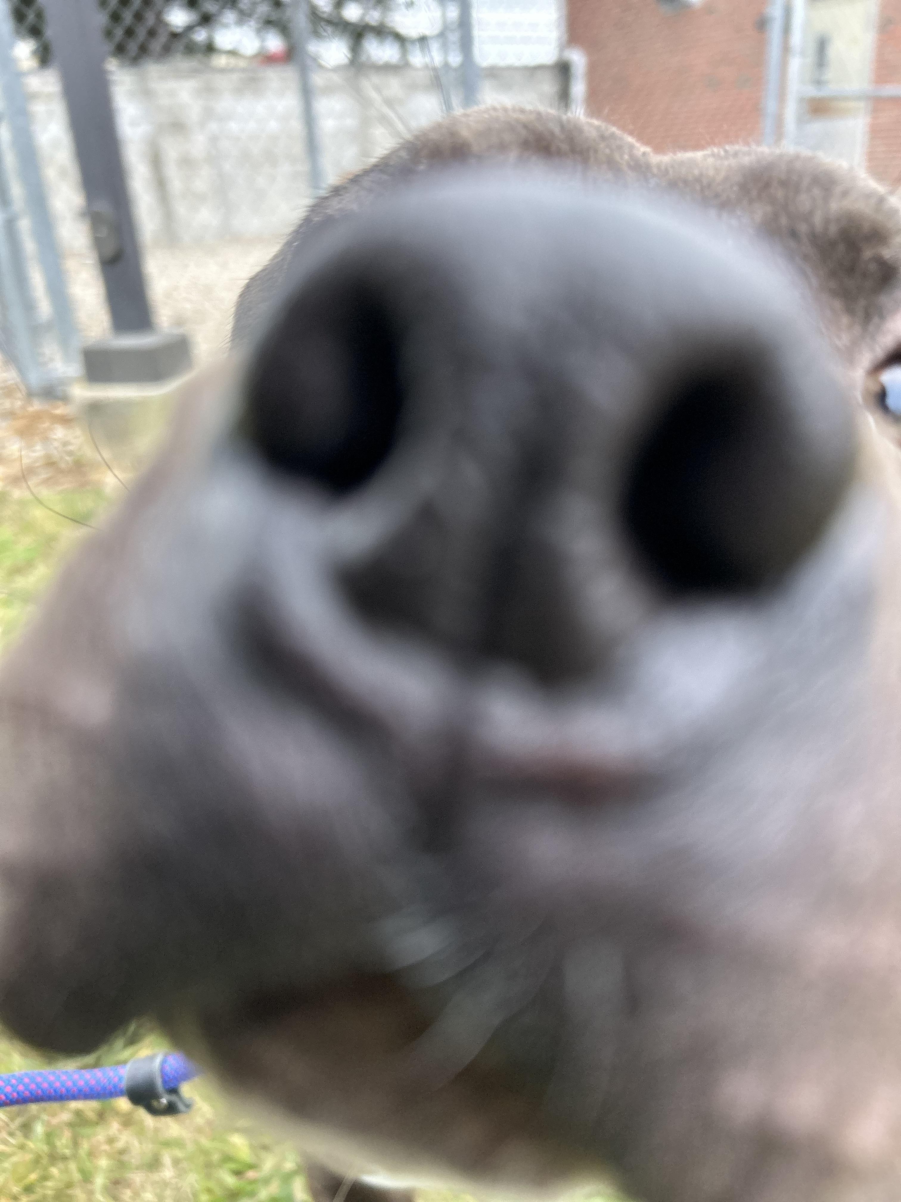 Pogo, a Adoptable mixed breed in East Hartford, CT image 2/5