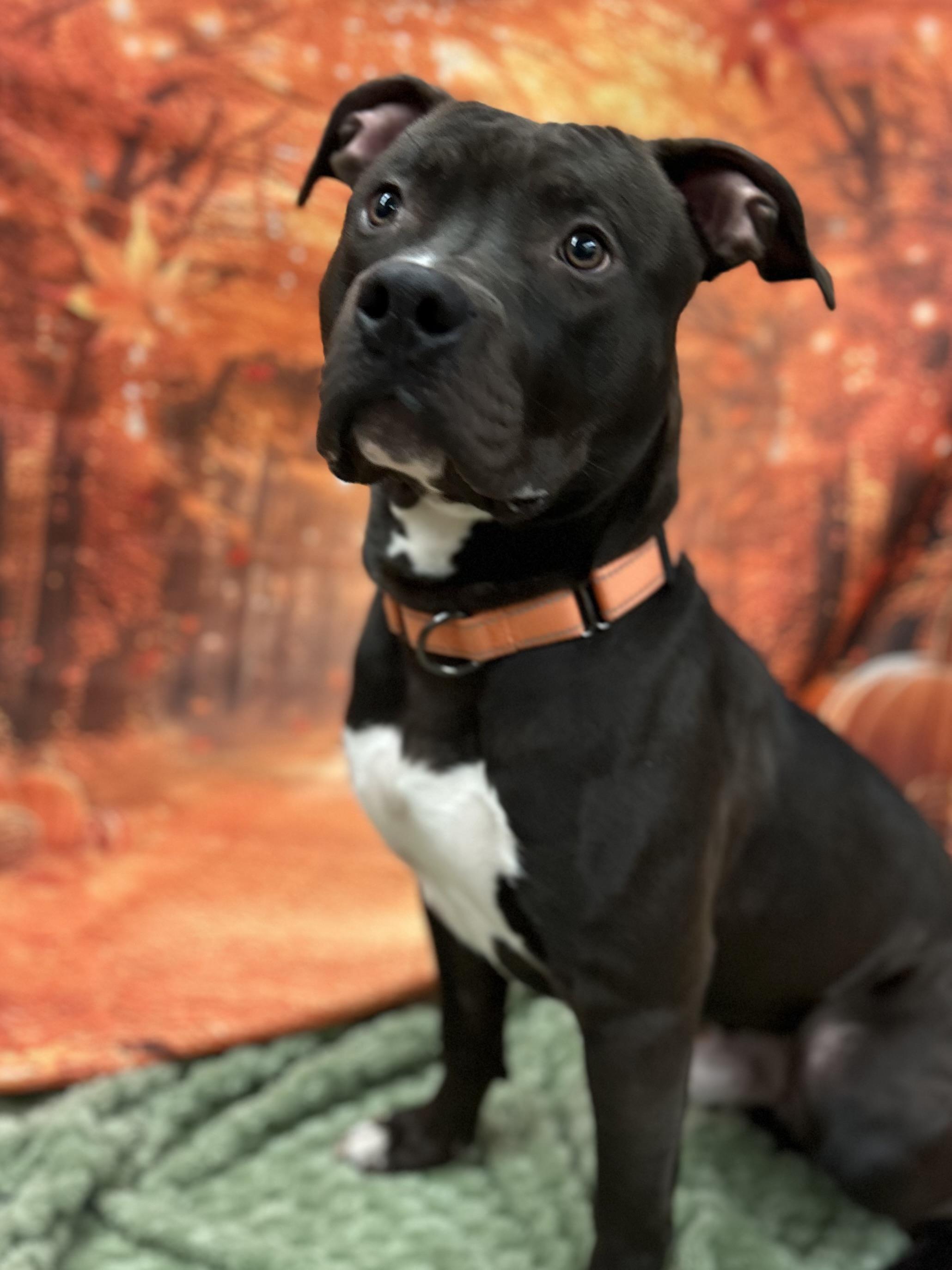 Pogo, a Adoptable mixed breed in East Hartford, CT image 3/5
