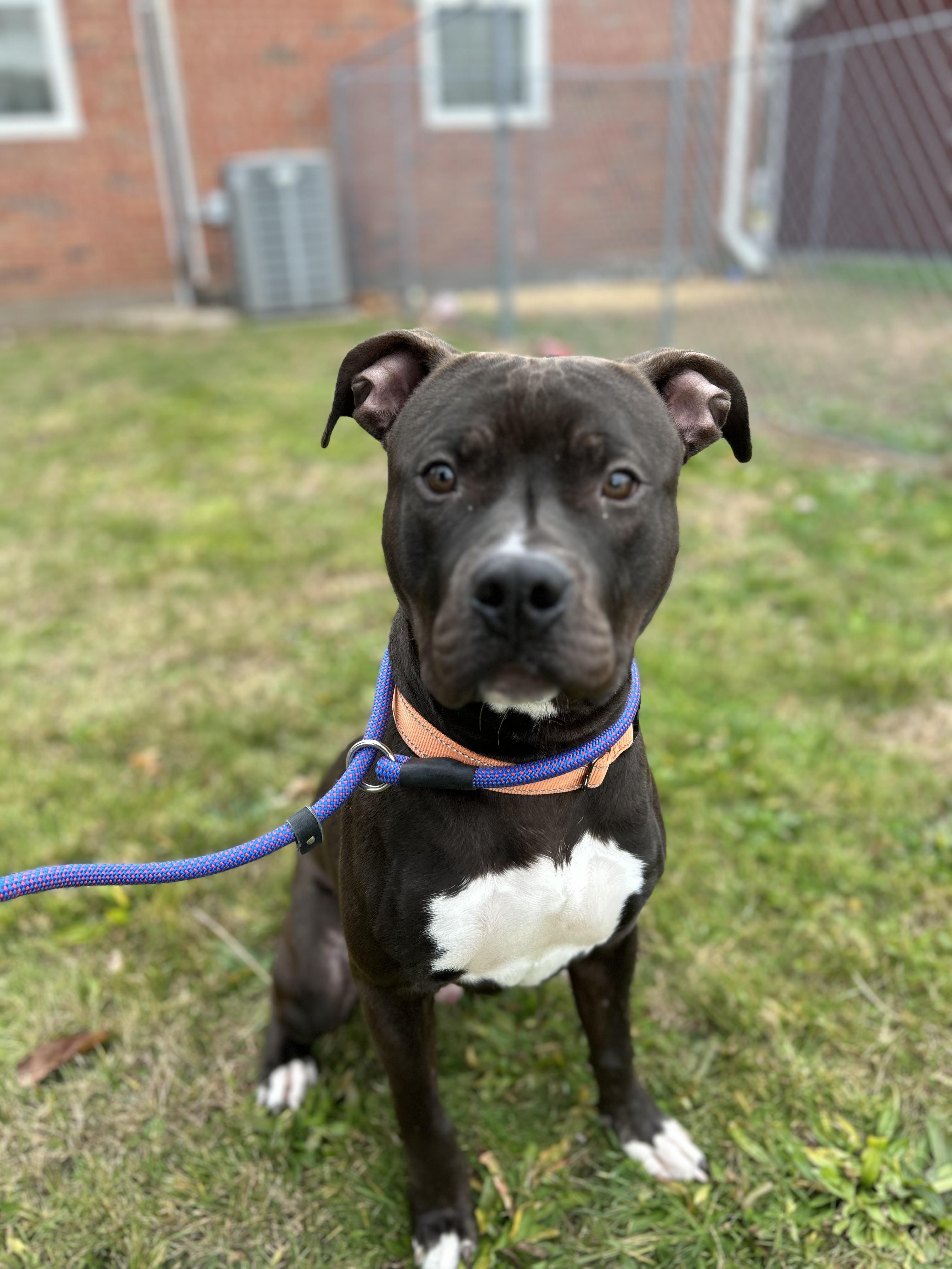 Pogo, a Adoptable mixed breed in East Hartford, CT image 4/5