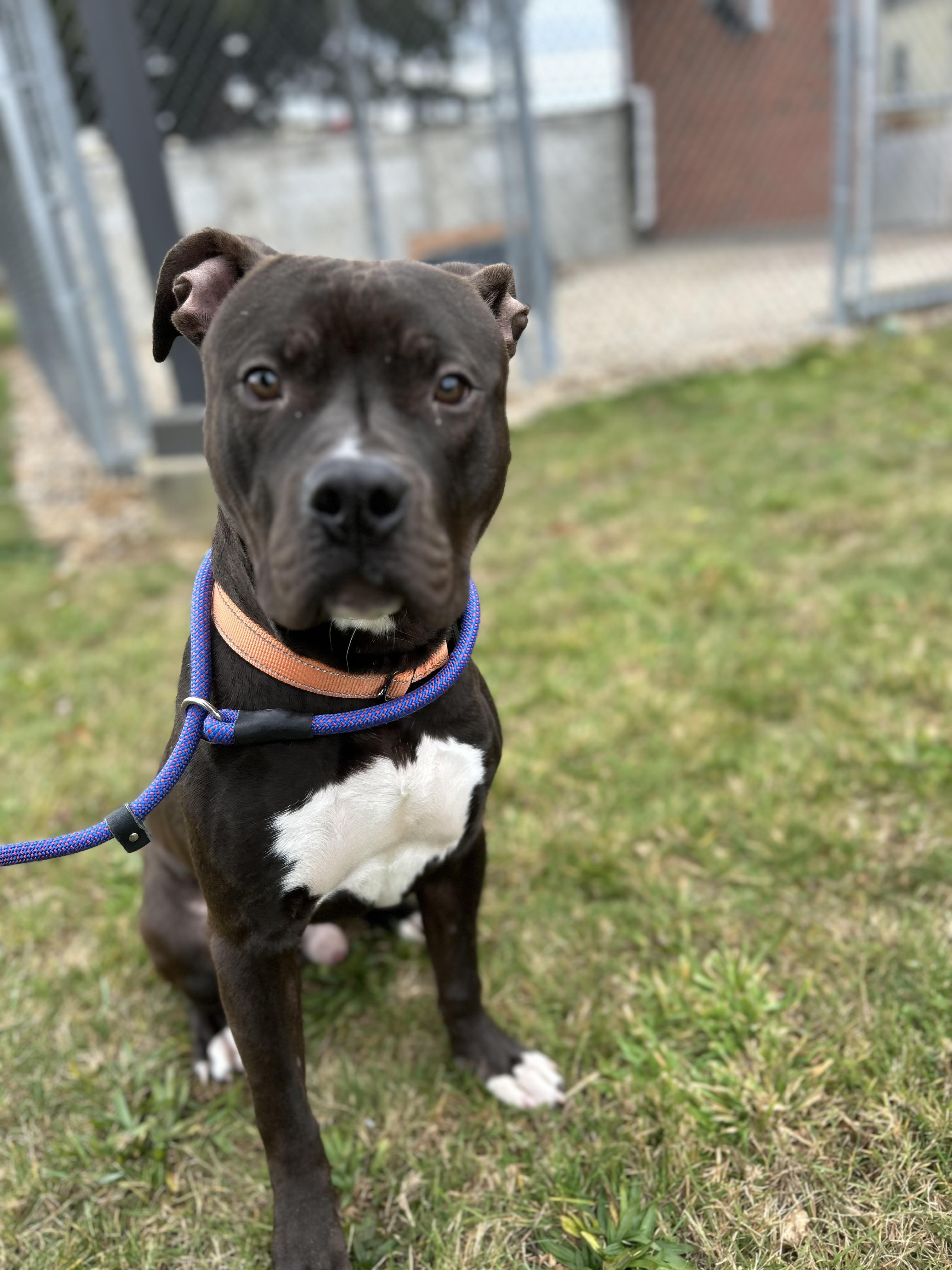 Pogo, a Adoptable mixed breed in East Hartford, CT image 5/5