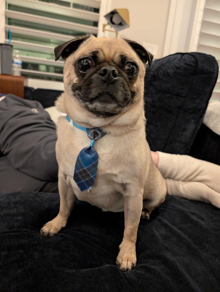 Link, a Adoptable Pug in Eagle, ID image 1/4