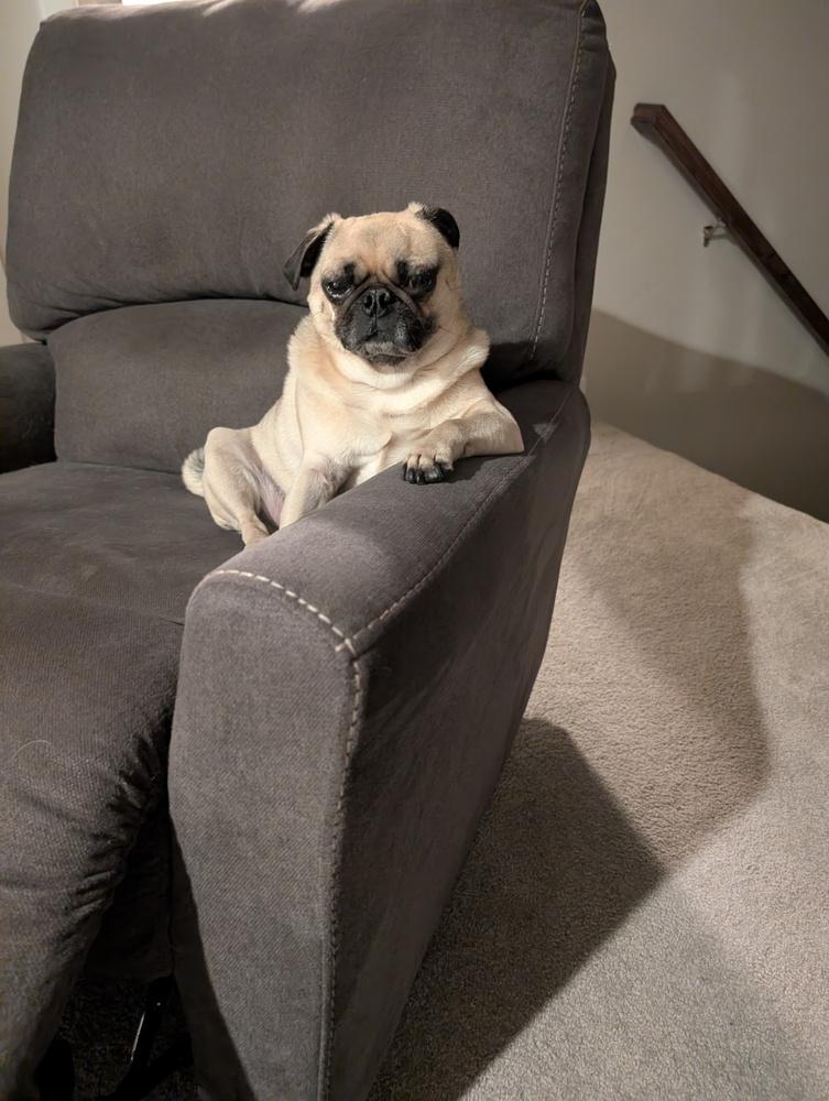 Link, a Adoptable Pug in Eagle, ID image 2/4