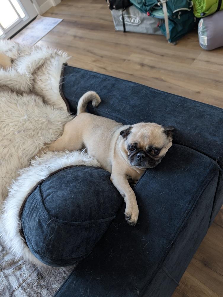 Link, a Adoptable Pug in Eagle, ID image 3/4