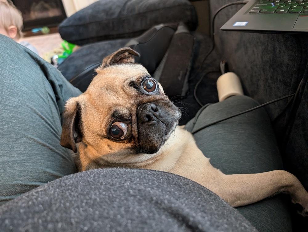Link, a Adoptable Pug in Eagle, ID image 4/4