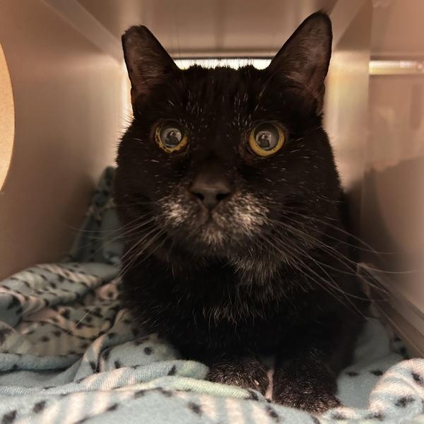 Enlarge Father Time, a Adoptable mixed breed in Dublin, CA image 1/3