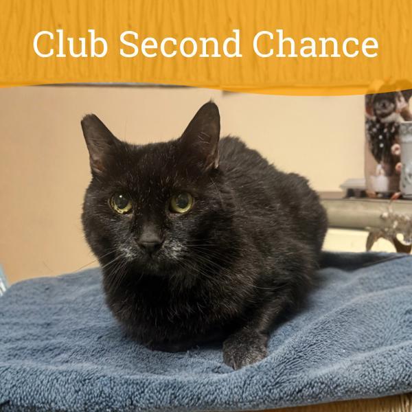 Enlarge Father Time, a Adoptable mixed breed in Dublin, CA image 3/3