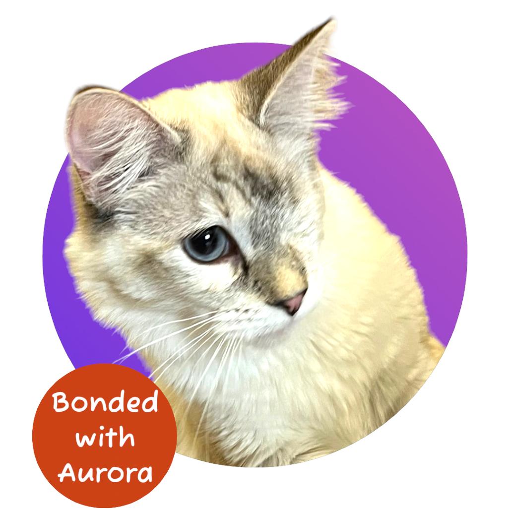 Enlarge Luna, a Adoptable mixed breed in Pacific Grove, CA image 1/6