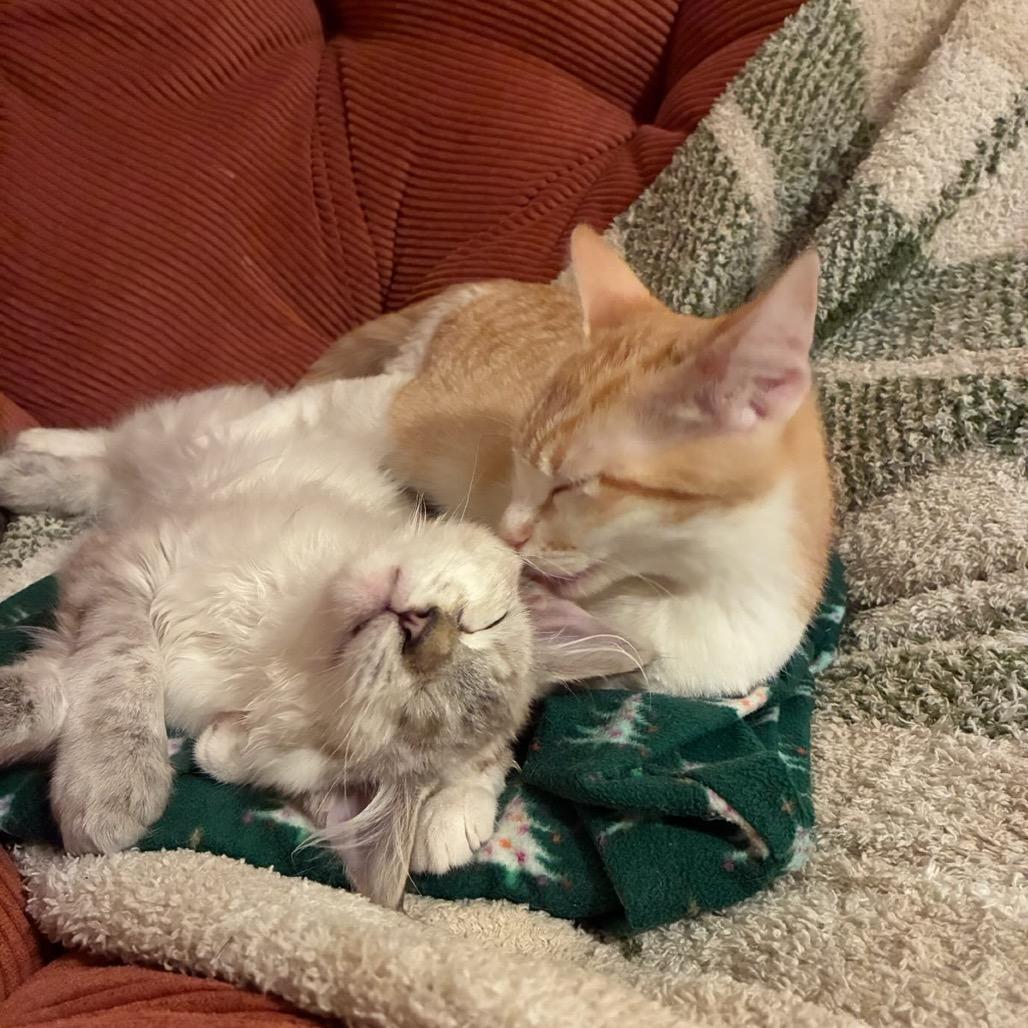 Enlarge Bodhi, a Adoptable Domestic Medium Hair in Pacific Grove, CA image 1/6