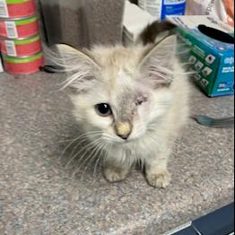 Enlarge Bodhi, a Adoptable Domestic Medium Hair in Pacific Grove, CA image 2/6