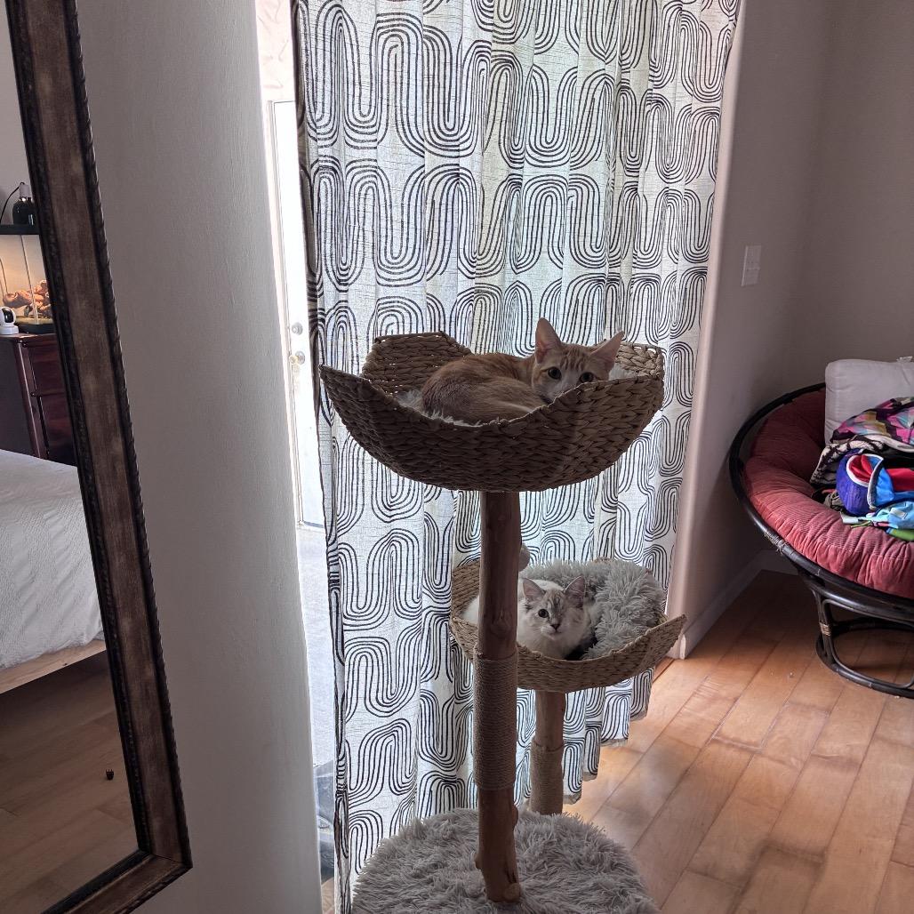 Enlarge Bodhi, a Adoptable Domestic Medium Hair in Pacific Grove, CA image 3/6