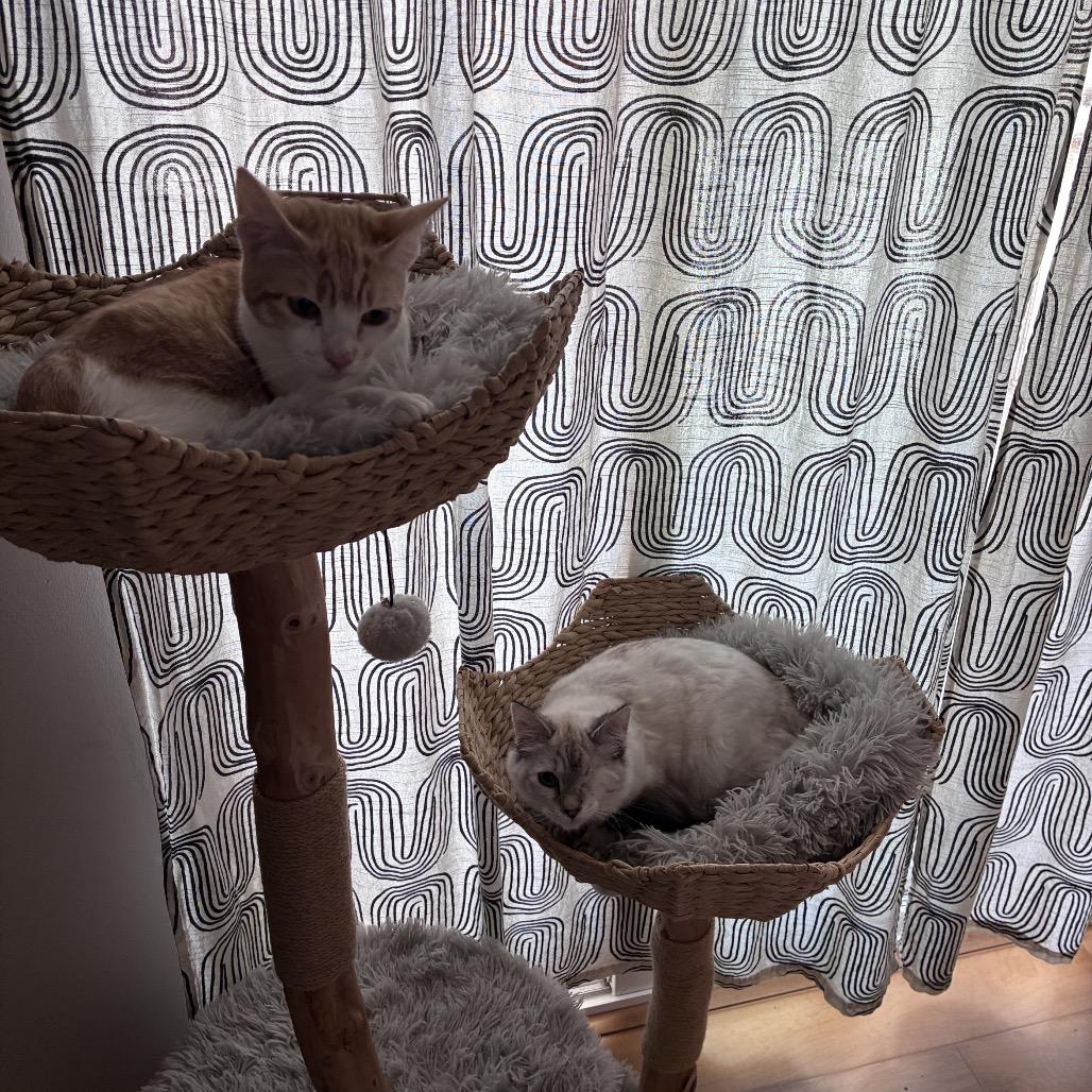 Enlarge Bodhi, a Adoptable Domestic Medium Hair in Pacific Grove, CA image 4/6