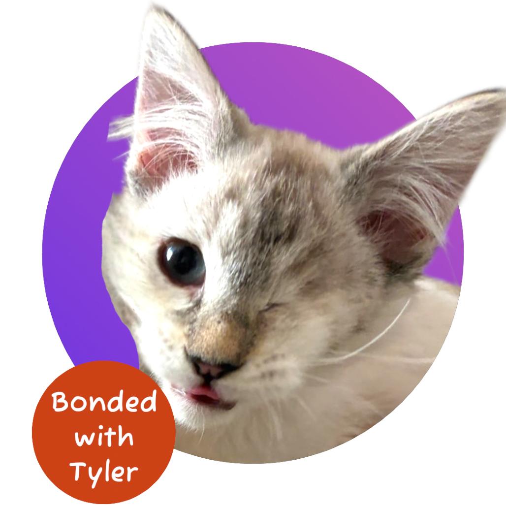 Enlarge Bodhi, a Adoptable Domestic Medium Hair in Pacific Grove, CA image 5/6