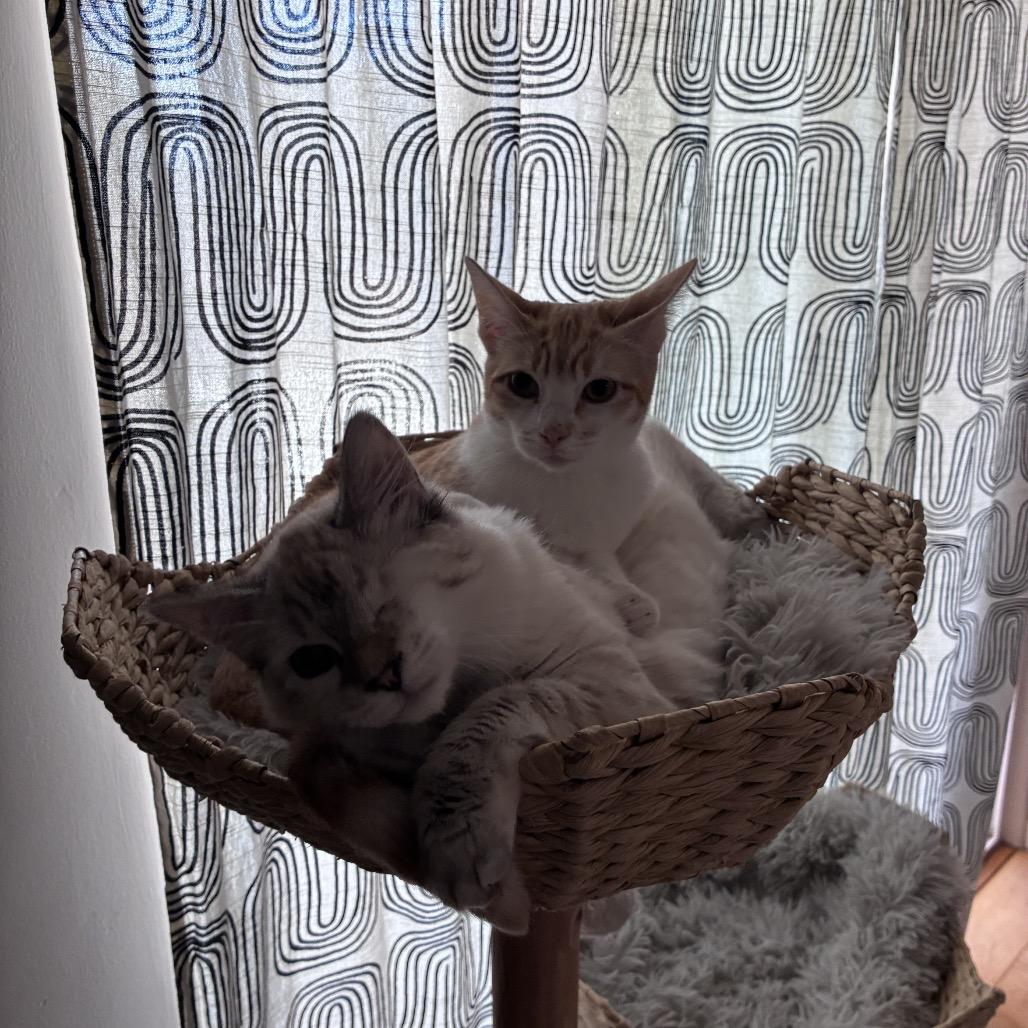 Enlarge Bodhi, a Adoptable Domestic Medium Hair in Pacific Grove, CA image 6/6