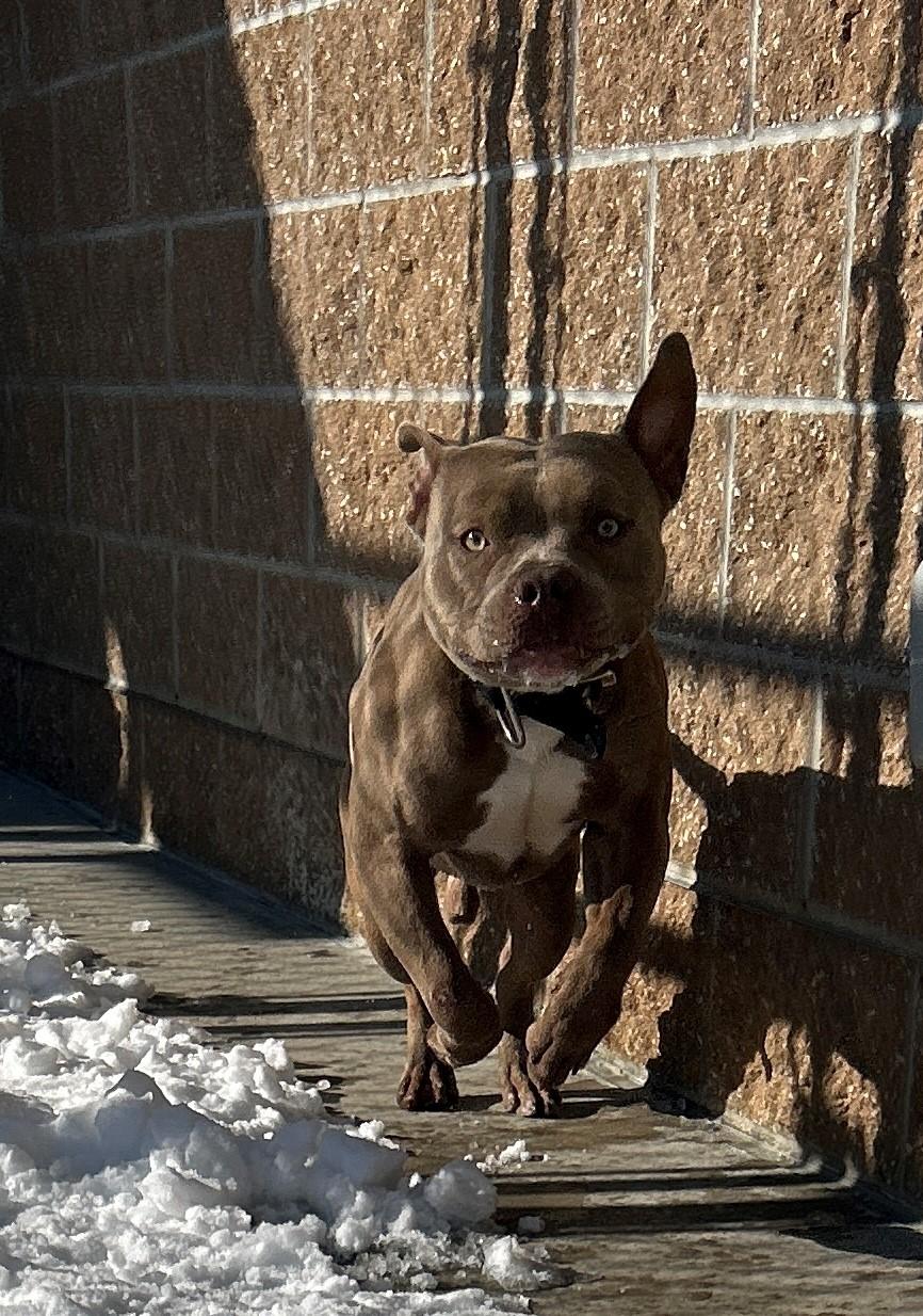 Enlarge 26-0183 "Bruno", an adoptable mixed breed in Leavenworth, KS image 2/6