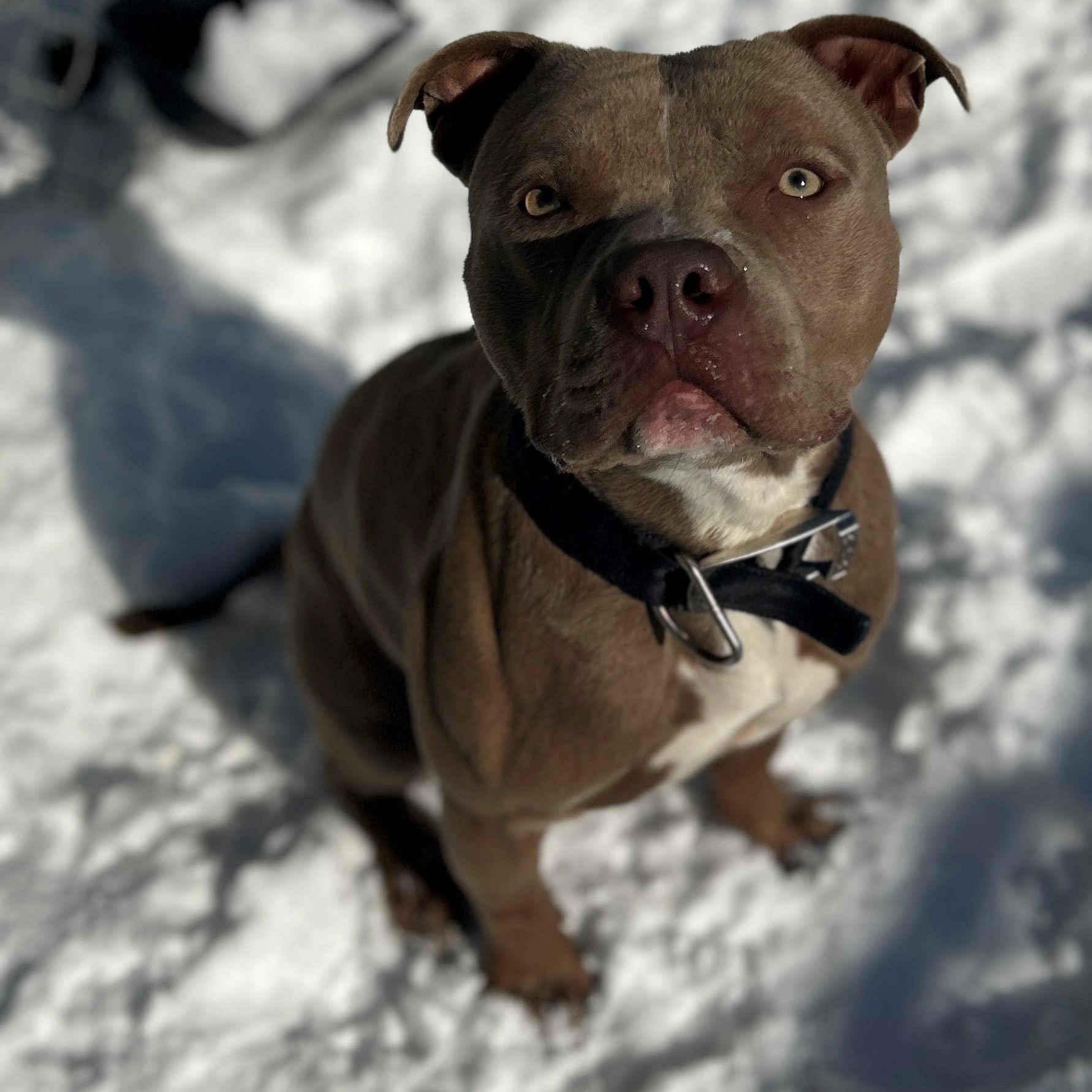 Enlarge 26-0183 "Bruno", an adoptable mixed breed in Leavenworth, KS image 1/6