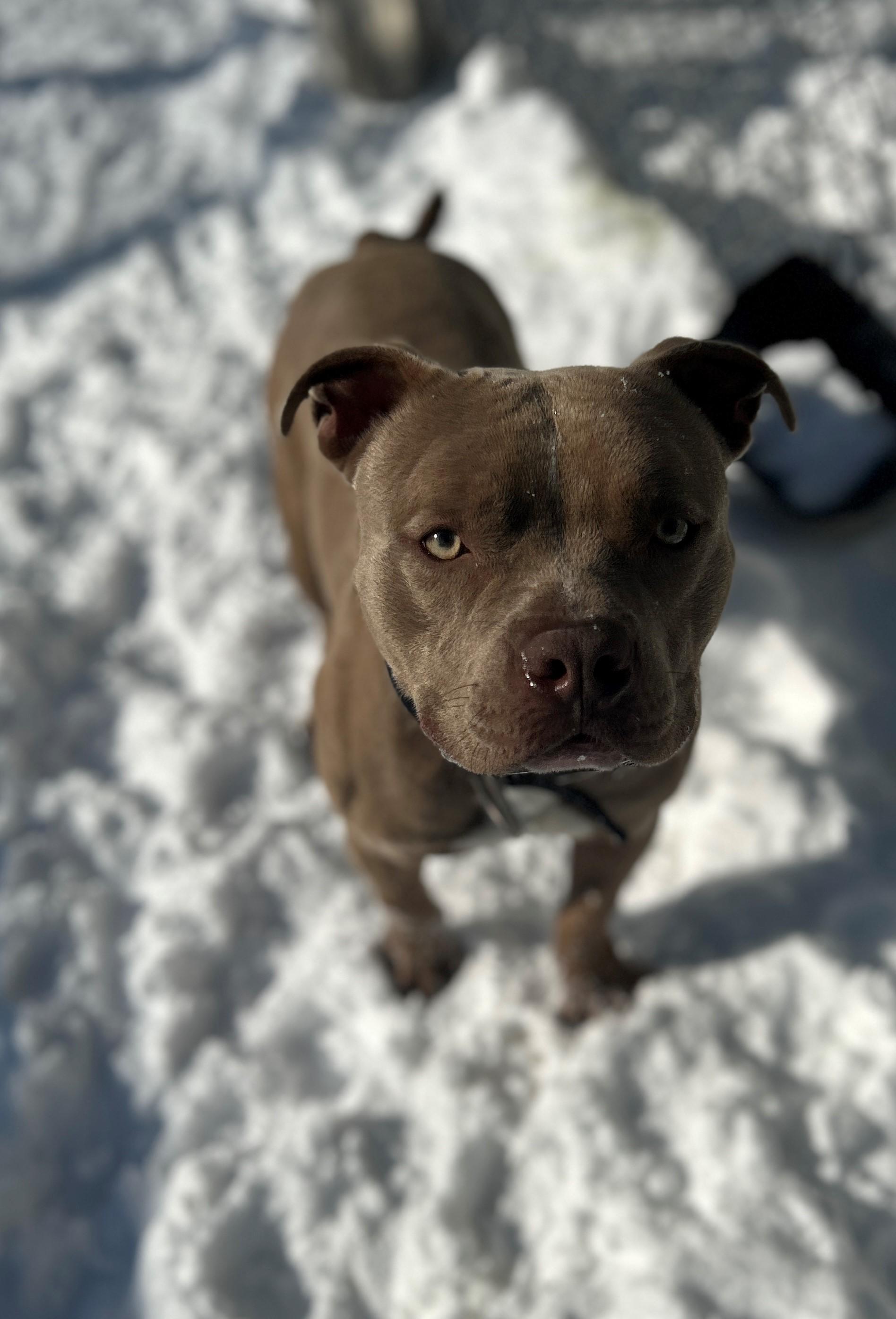 Enlarge 26-0183 "Bruno", an adoptable mixed breed in Leavenworth, KS image 3/6