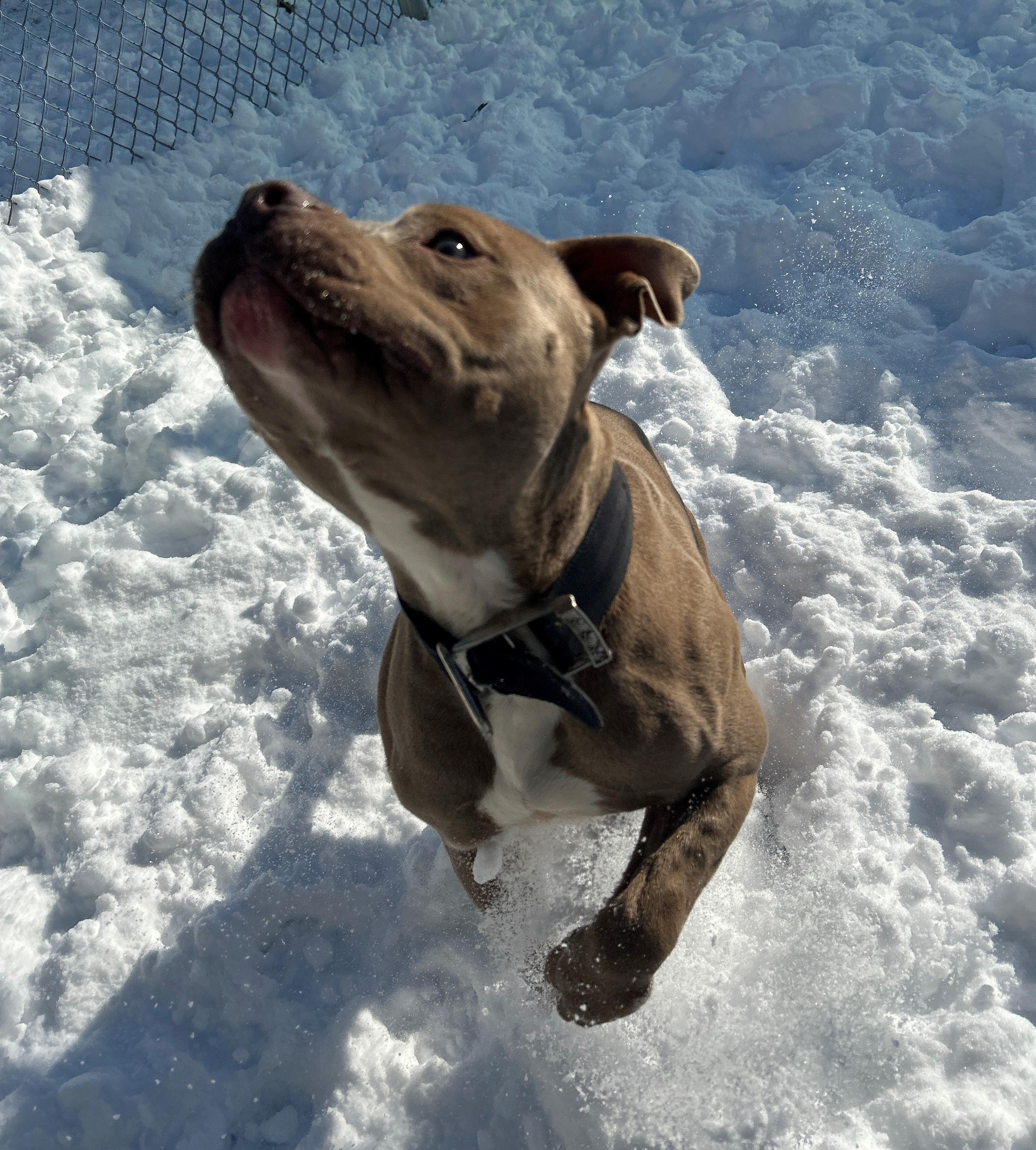 Enlarge 26-0183 "Bruno", an adoptable mixed breed in Leavenworth, KS image 4/6