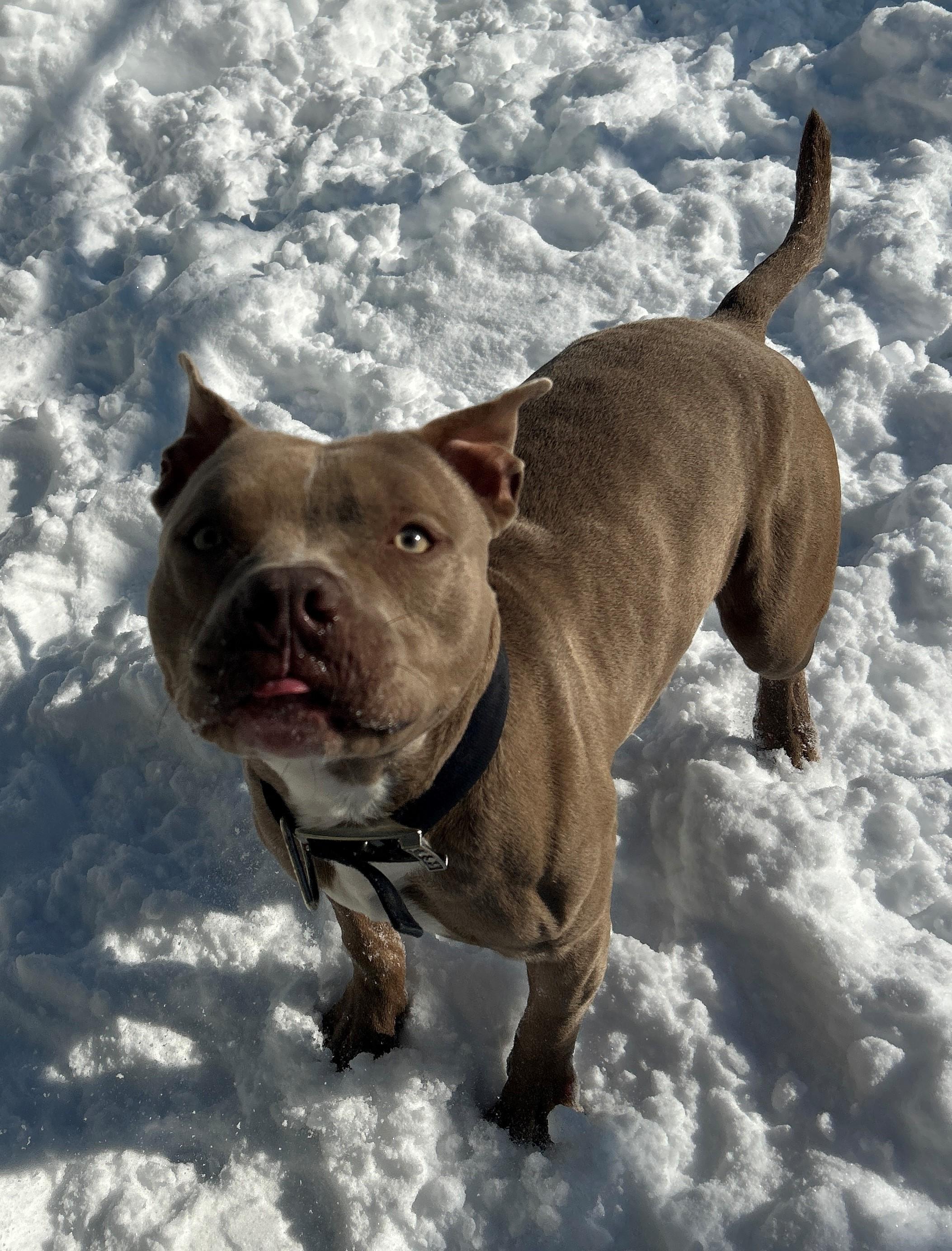 Enlarge 26-0183 "Bruno", an adoptable mixed breed in Leavenworth, KS image 5/6