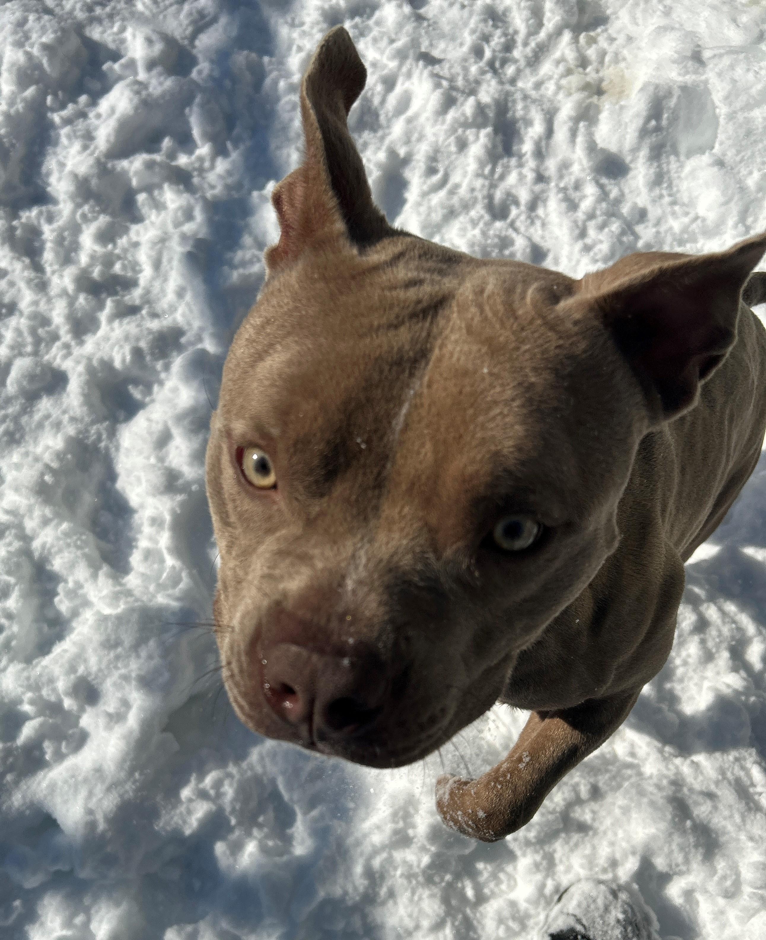 Enlarge 26-0183 "Bruno", an adoptable mixed breed in Leavenworth, KS image 6/6