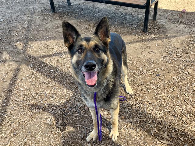 Enlarge JANE, a Adoptable German Shepherd Dog in Tustin, CA image 1/1