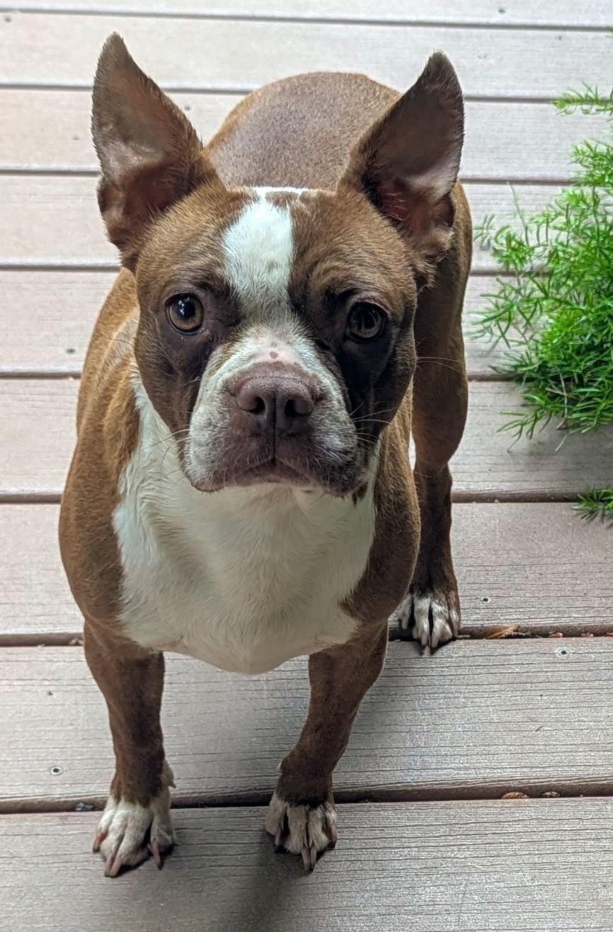 Enlarge Tari in NE, a ADOPTABLE Boston Terrier in Elkhorn, NE image 2/3