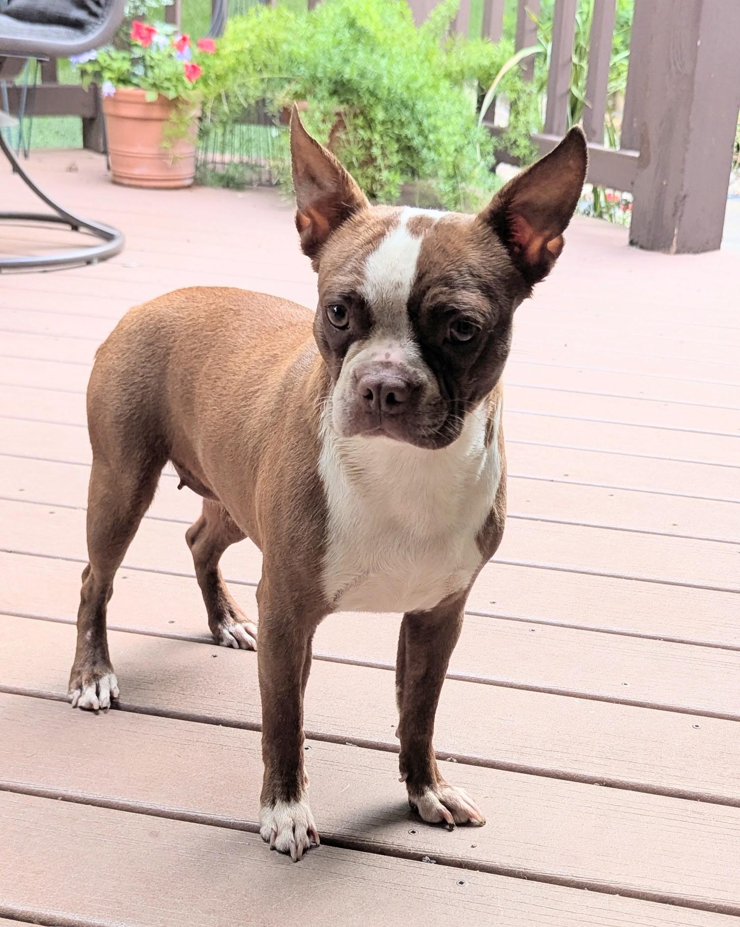 Tari in NE, ADOPTABLE, Young Female Boston Terrier.