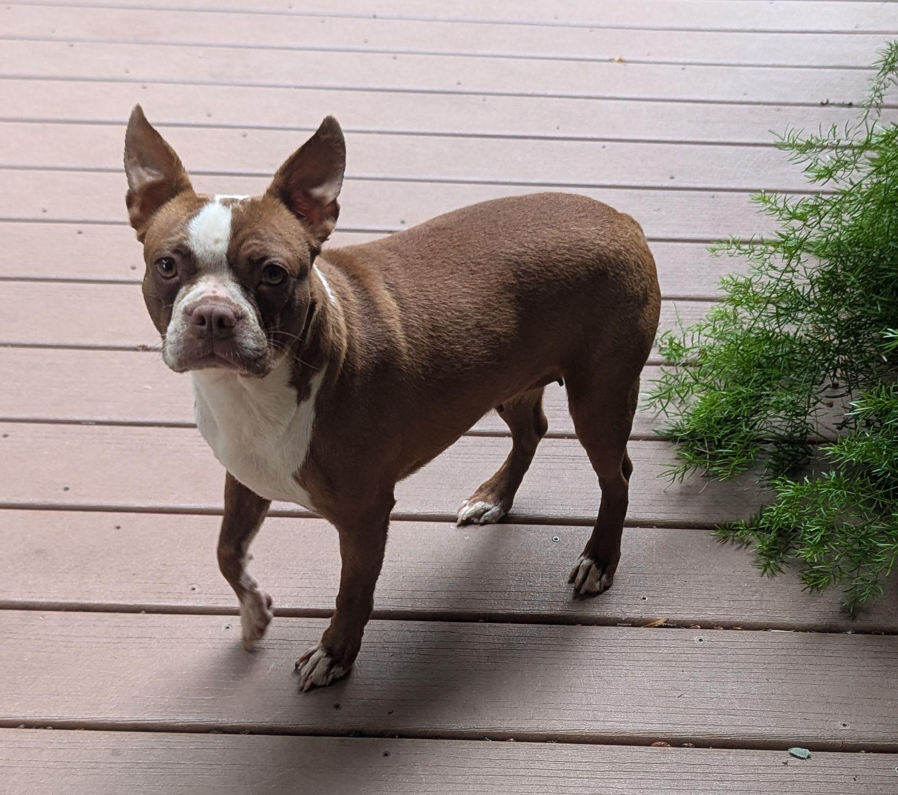 Enlarge Tari in NE, a ADOPTABLE Boston Terrier in Elkhorn, NE image 3/3