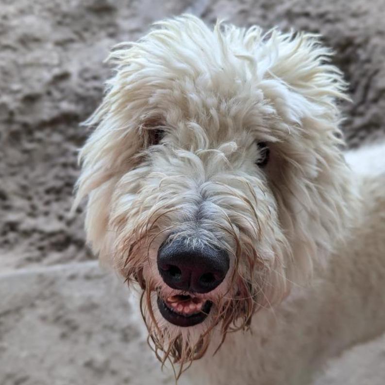 Valentino, Adopted, Young Male Goldendoodle.