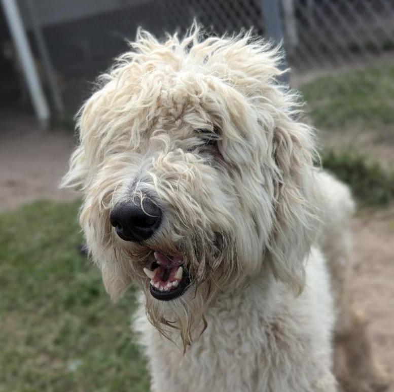 Valentino, a Adopted Goldendoodle in Ocala, FL image 2/2