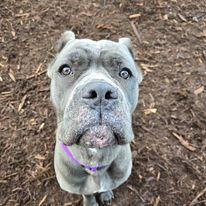 Enlarge Pearl, a Adoptable Cane Corso in Silverton, OR image 1/2