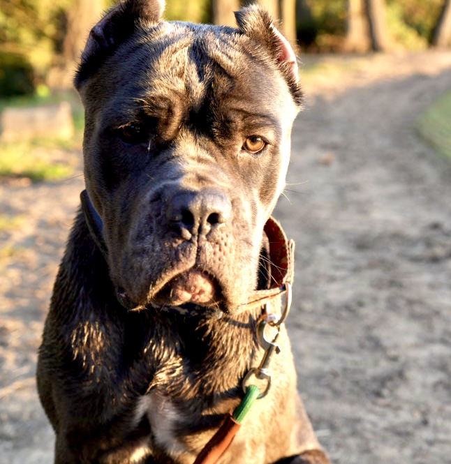 Pearl, Adoptable, Adult Female Cane Corso.