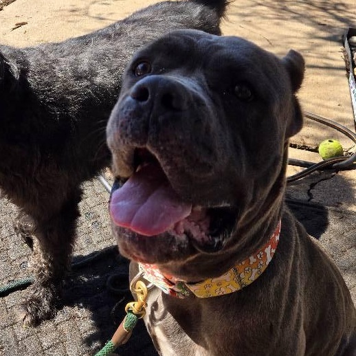 Enlarge Pearl, a Adoptable Cane Corso in Silverton, OR image 2/2