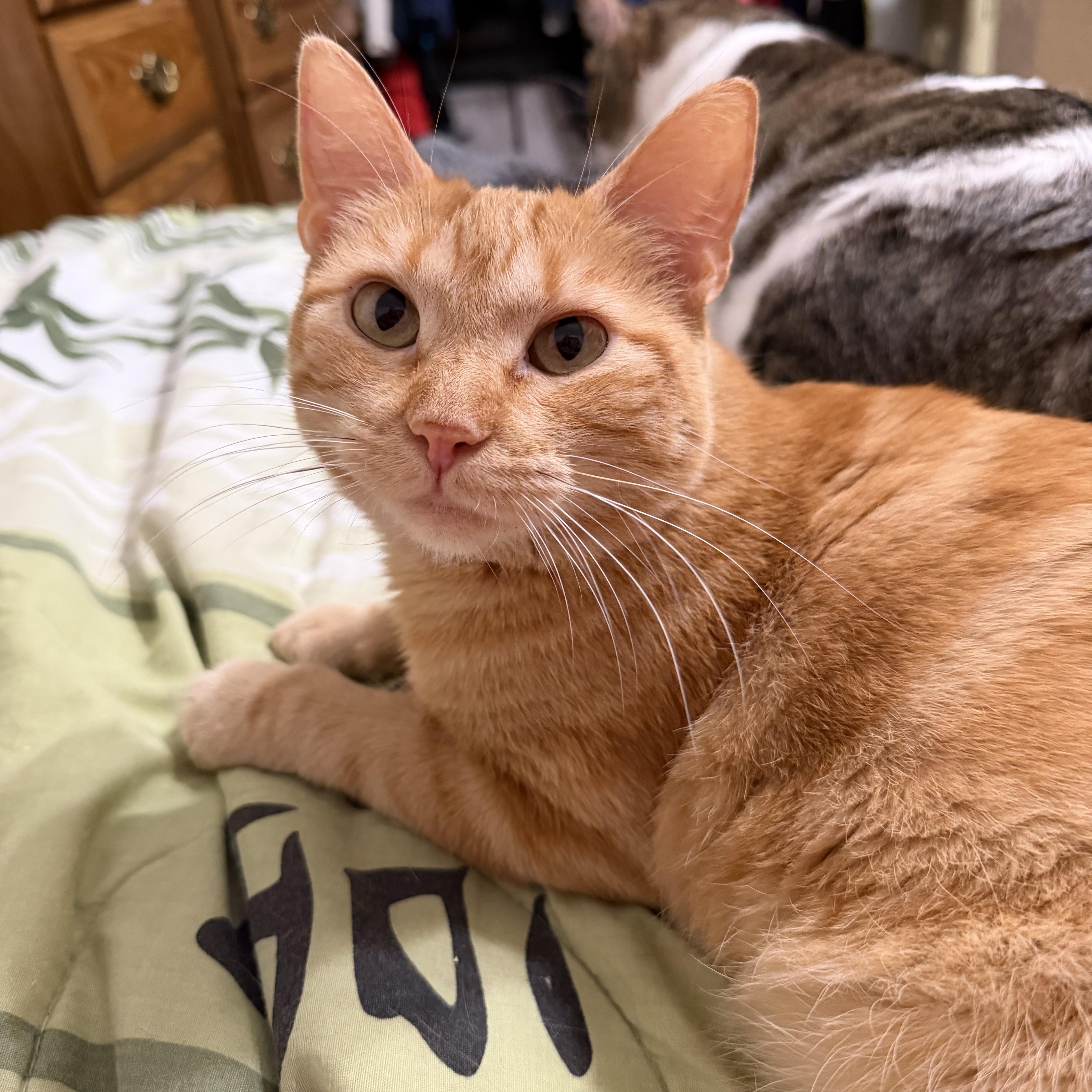 Sassy, Adoptable, Kitten Female American Shorthair.