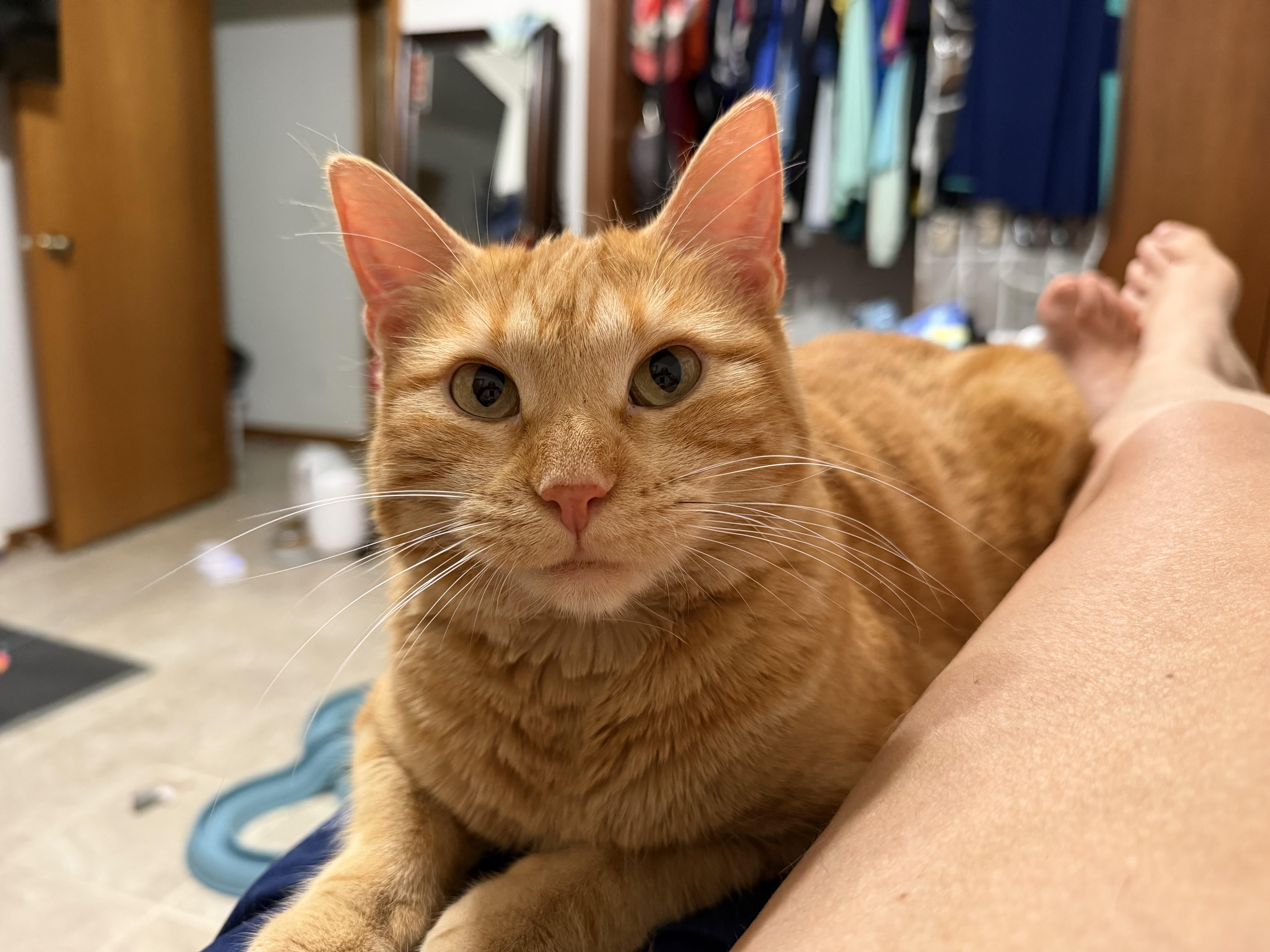 Enlarge Sassy, a Adoptable American Shorthair in GALESVILLE, WI image 5/6