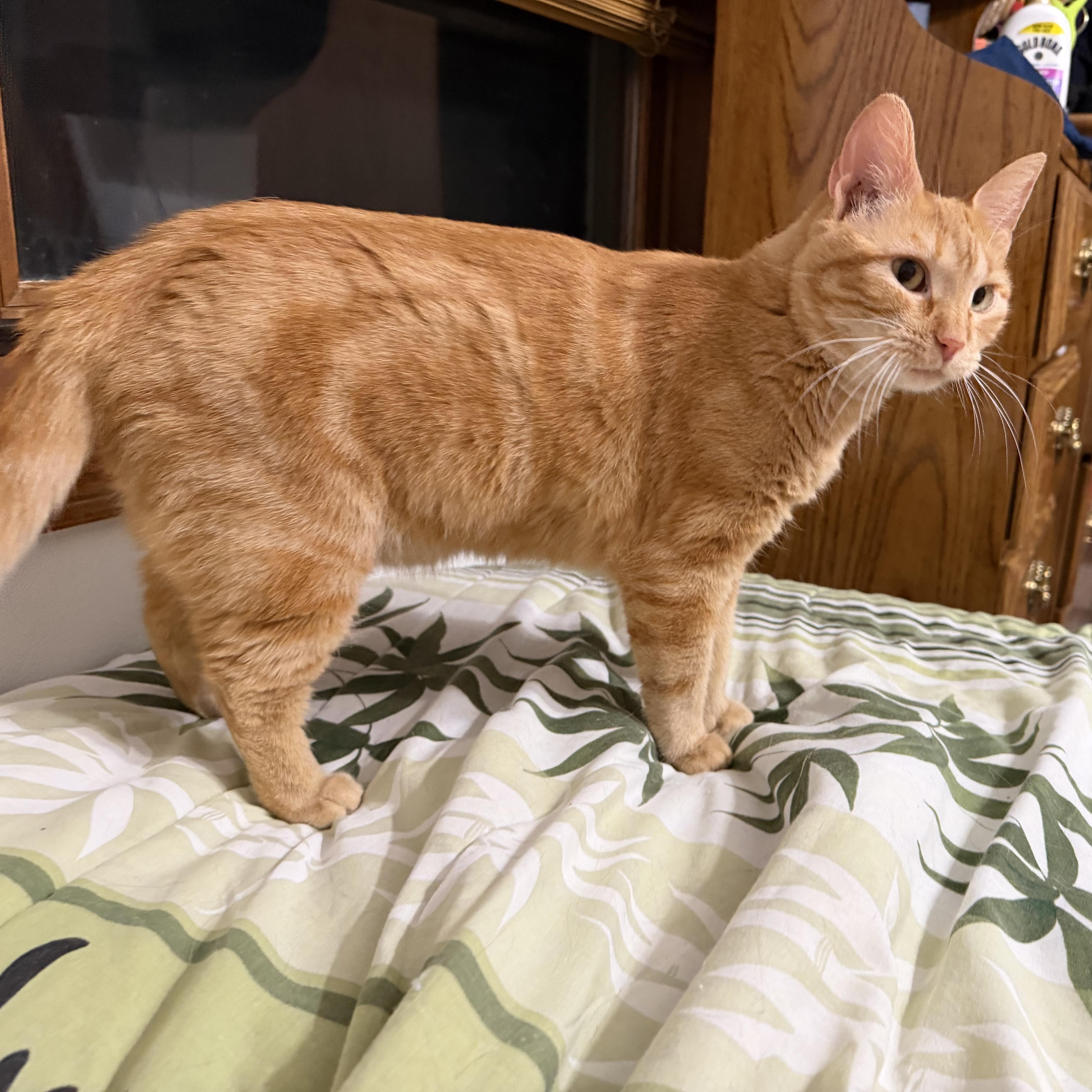 Enlarge Sassy, a Adoptable American Shorthair in GALESVILLE, WI image 2/6