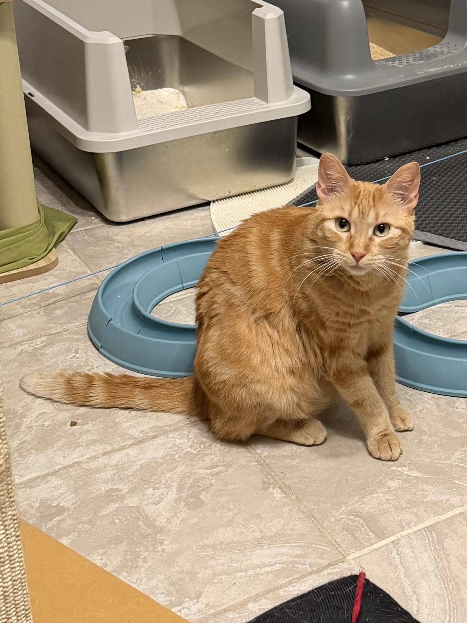 Enlarge Sassy, a Adoptable American Shorthair in GALESVILLE, WI image 4/6