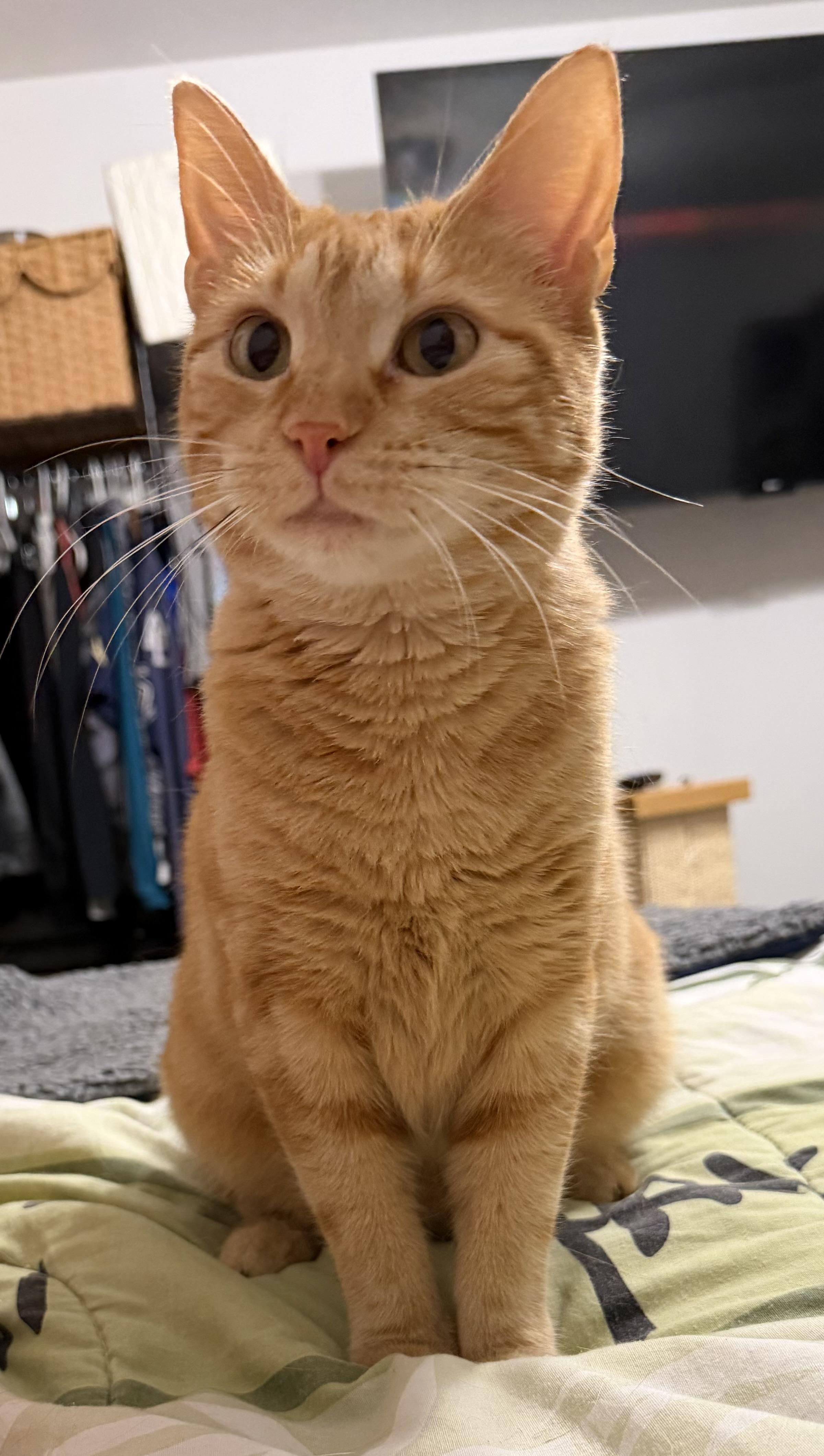 Enlarge Sassy, a Adoptable American Shorthair in GALESVILLE, WI image 3/6