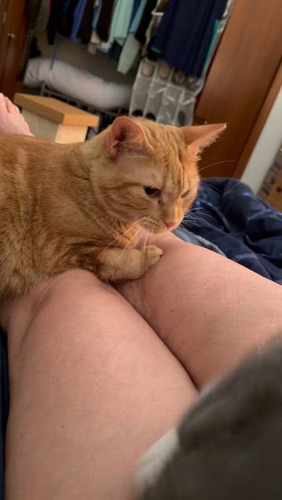 Enlarge Sassy, a Adoptable American Shorthair in GALESVILLE, WI video 6/6