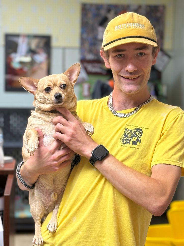 Tank, Adopted, Adult Male Chihuahua.