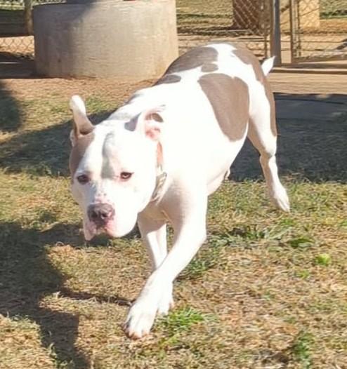 Enlarge Duchess* A214592, a Adoptable mixed breed in Plano, TX image 4/6